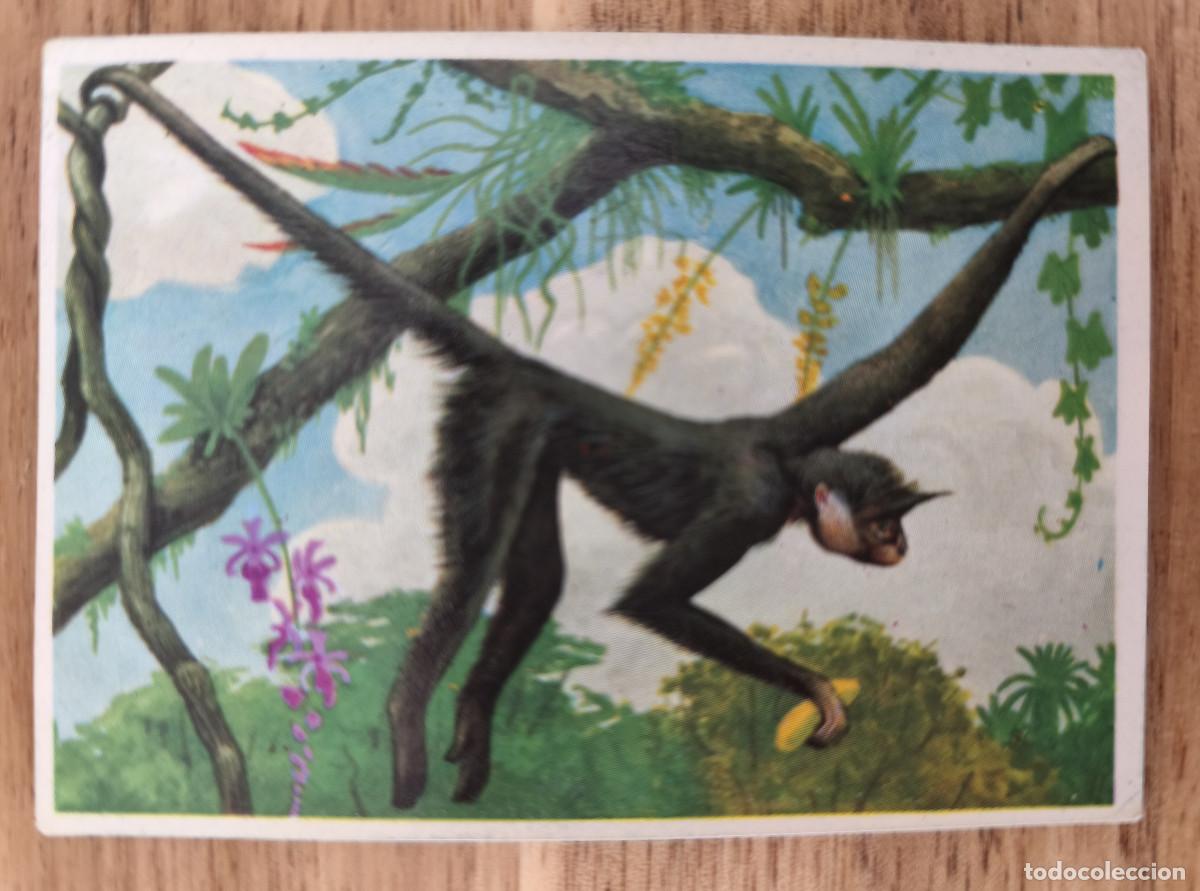 Coleccionismo cromos antiguos: FELIX EL AMIGO DE LOS ANIMALES - 210 MONO ARA&Ntilde;A - ( Nunca Pegado )