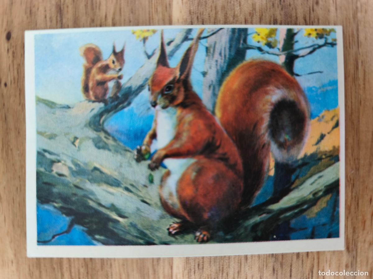 Coleccionismo cromos antiguos: FELIX EL AMIGO DE LOS ANIMALES - 198 ARDILLA - ( Nunca Pegado )