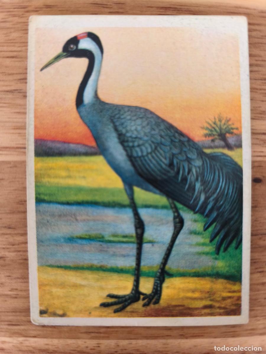 Coleccionismo cromos antiguos: FELIX EL AMIGO DE LOS ANIMALES - 132 GRULLA CORONADA - ( Nunca Pegado )