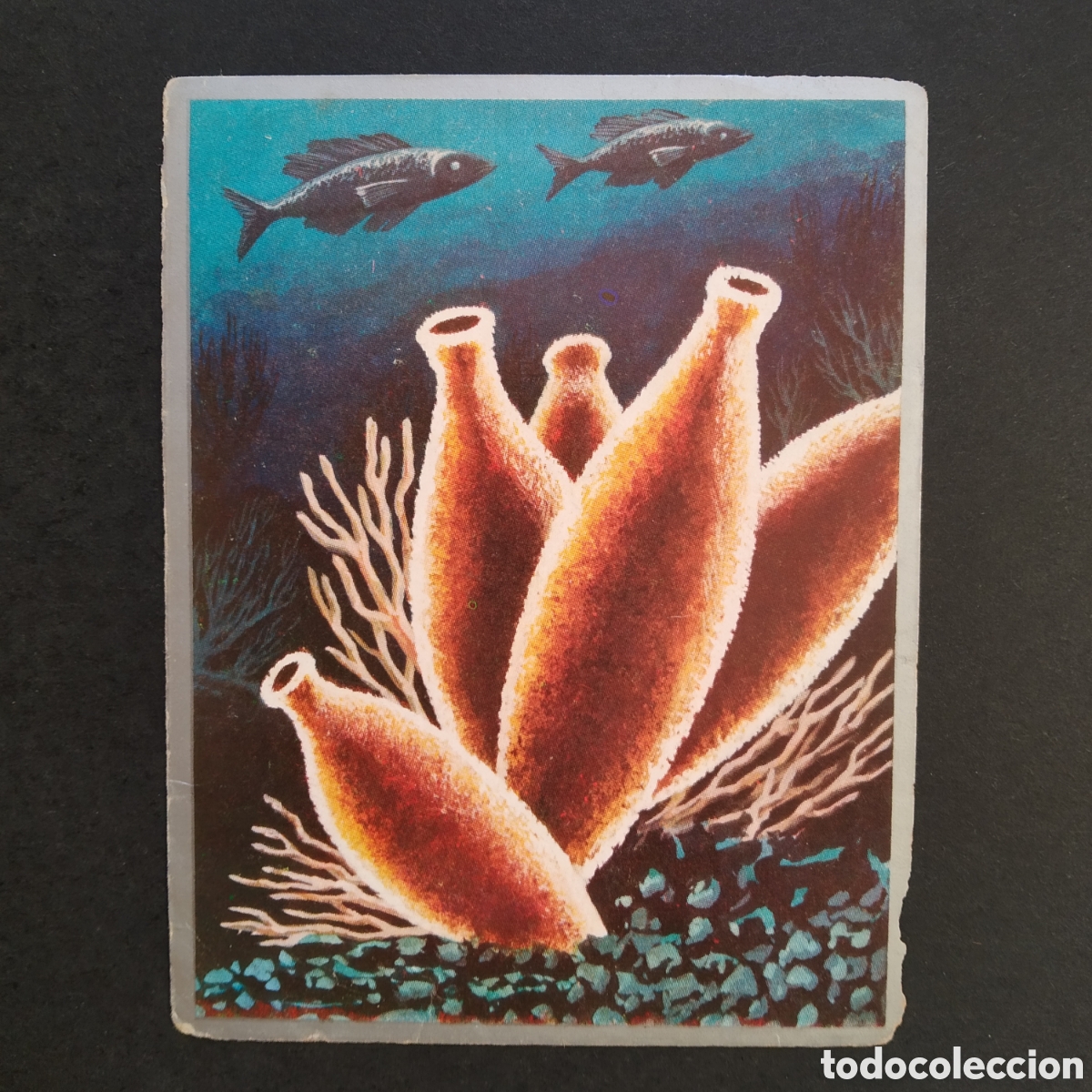 Coleccionismo cromos antiguos: CROMO - N&ordm; 007 - ZOOLOG&Iacute;A Y BOT&Aacute;NICA - EDITORIAL MAGA - A&Ntilde;O 1969