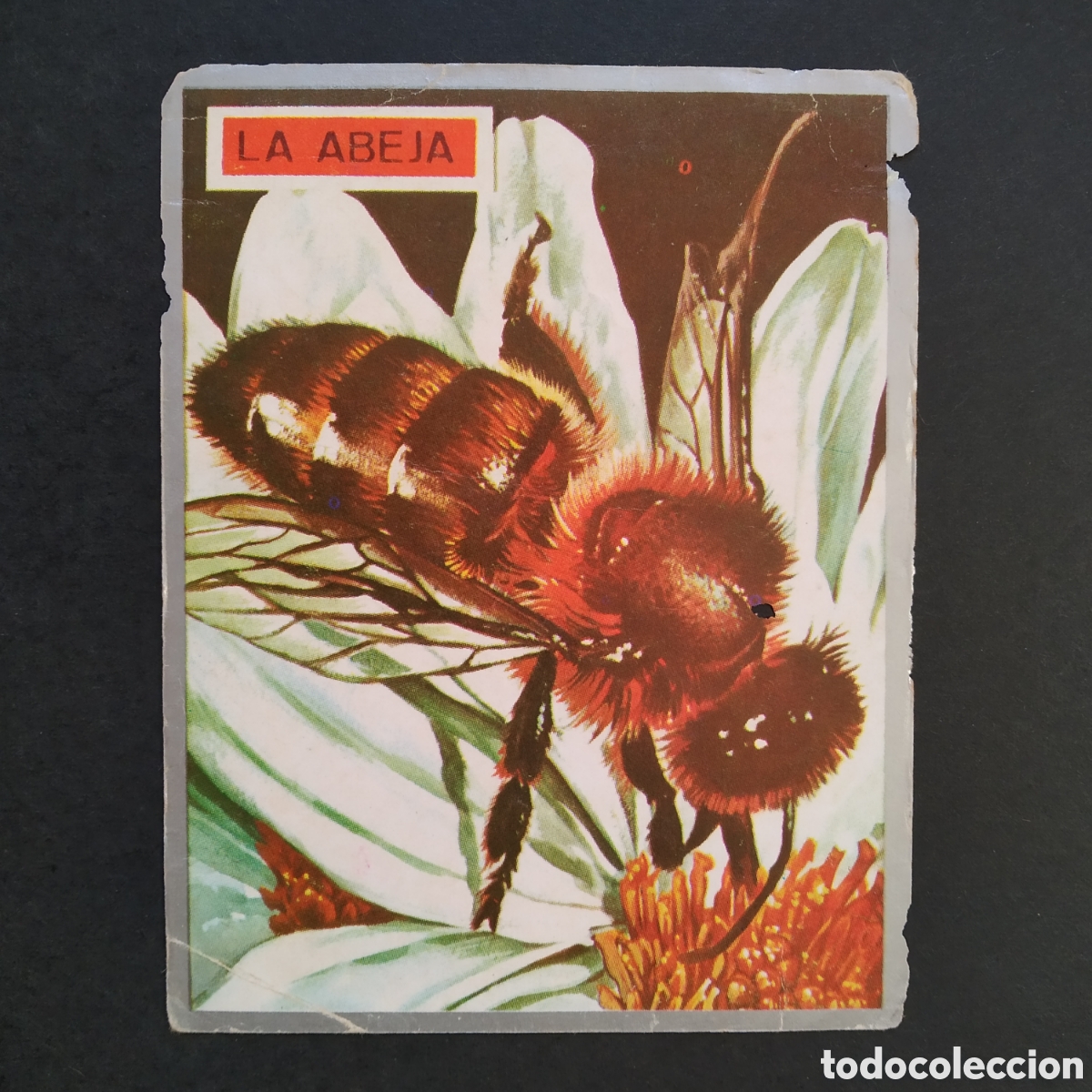 Coleccionismo cromos antiguos: CROMO - N&ordm; 052 - ZOOLOG&Iacute;A Y BOT&Aacute;NICA - EDITORIAL MAGA - A&Ntilde;O 1969