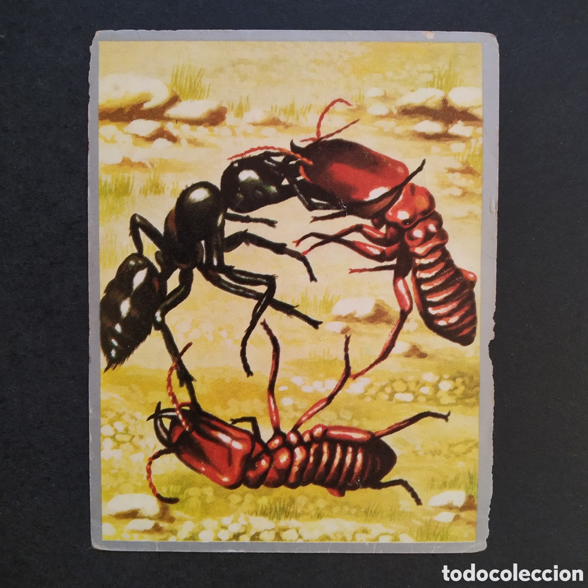 Coleccionismo cromos antiguos: CROMO - N&ordm; 063 - ZOOLOG&Iacute;A Y BOT&Aacute;NICA - EDITORIAL MAGA - A&Ntilde;O 1969