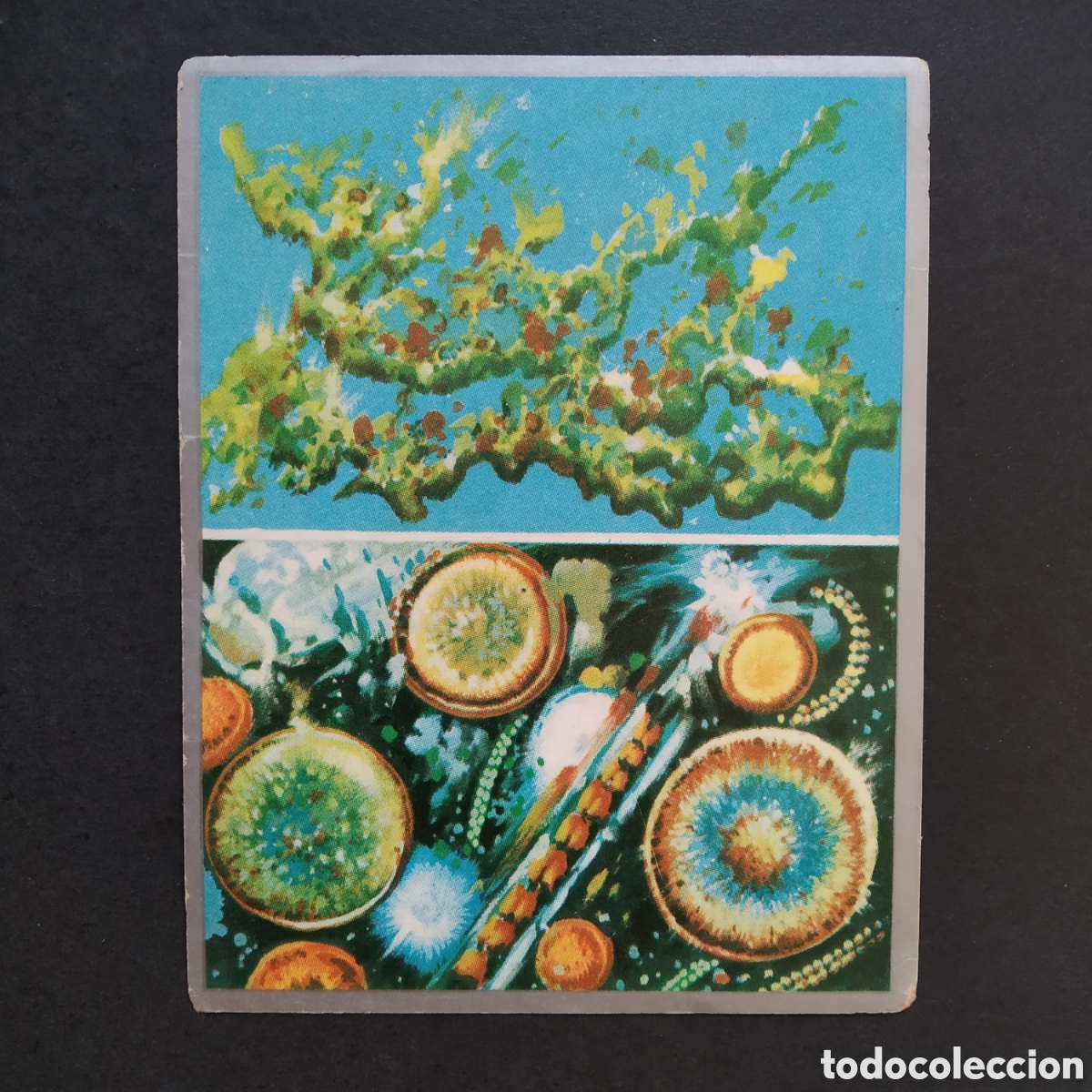 Coleccionismo cromos antiguos: CROMO - N&ordm; 109 - ZOOLOG&Iacute;A Y BOT&Aacute;NICA - EDITORIAL MAGA - A&Ntilde;O 1969