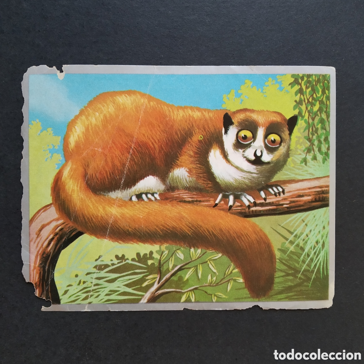 Coleccionismo cromos antiguos: CROMO - N&ordm; 142 - ZOOLOG&Iacute;A Y BOT&Aacute;NICA - EDITORIAL MAGA - A&Ntilde;O 1969