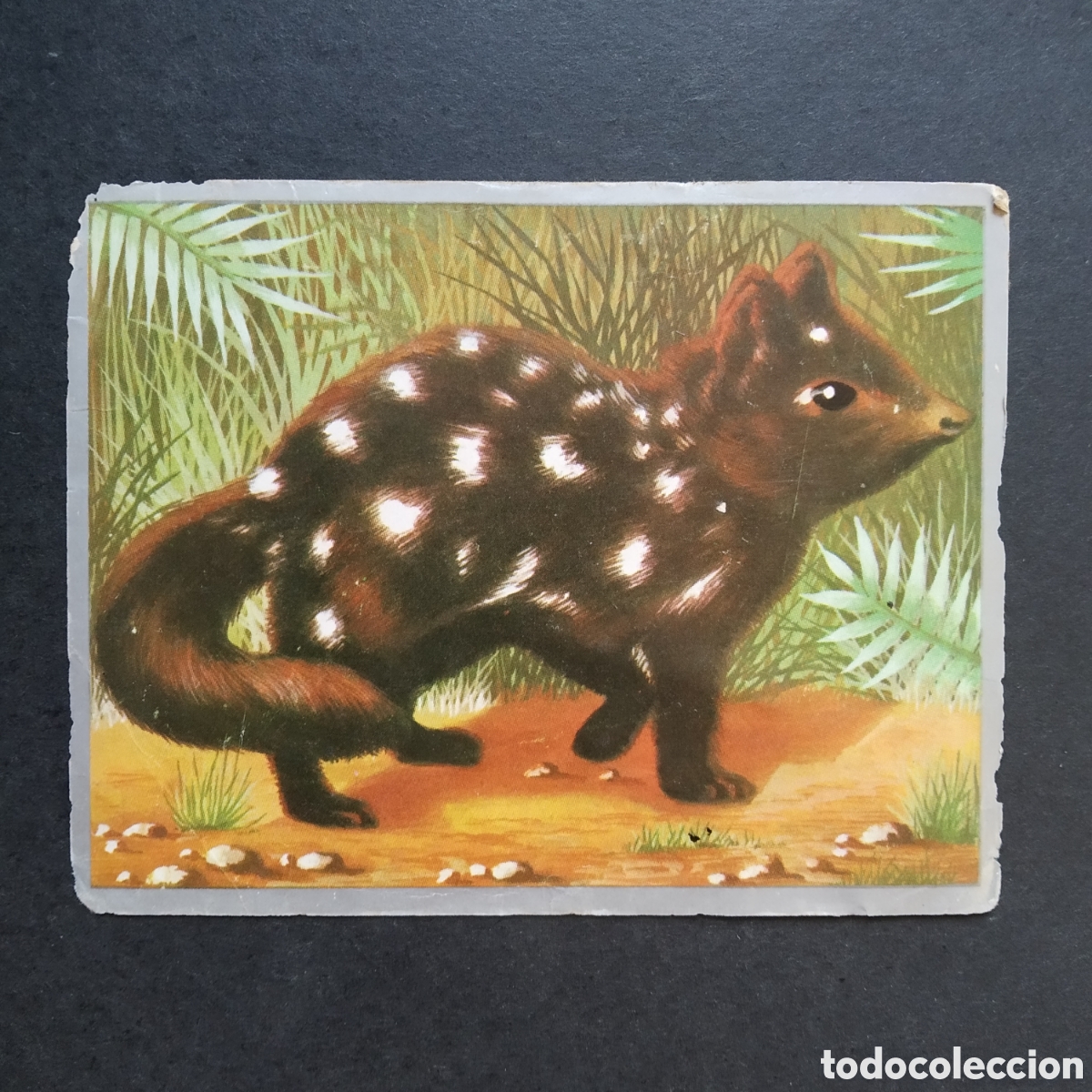 Coleccionismo cromos antiguos: CROMO - N&ordm; 159 - ZOOLOG&Iacute;A Y BOT&Aacute;NICA - EDITORIAL MAGA - A&Ntilde;O 1969