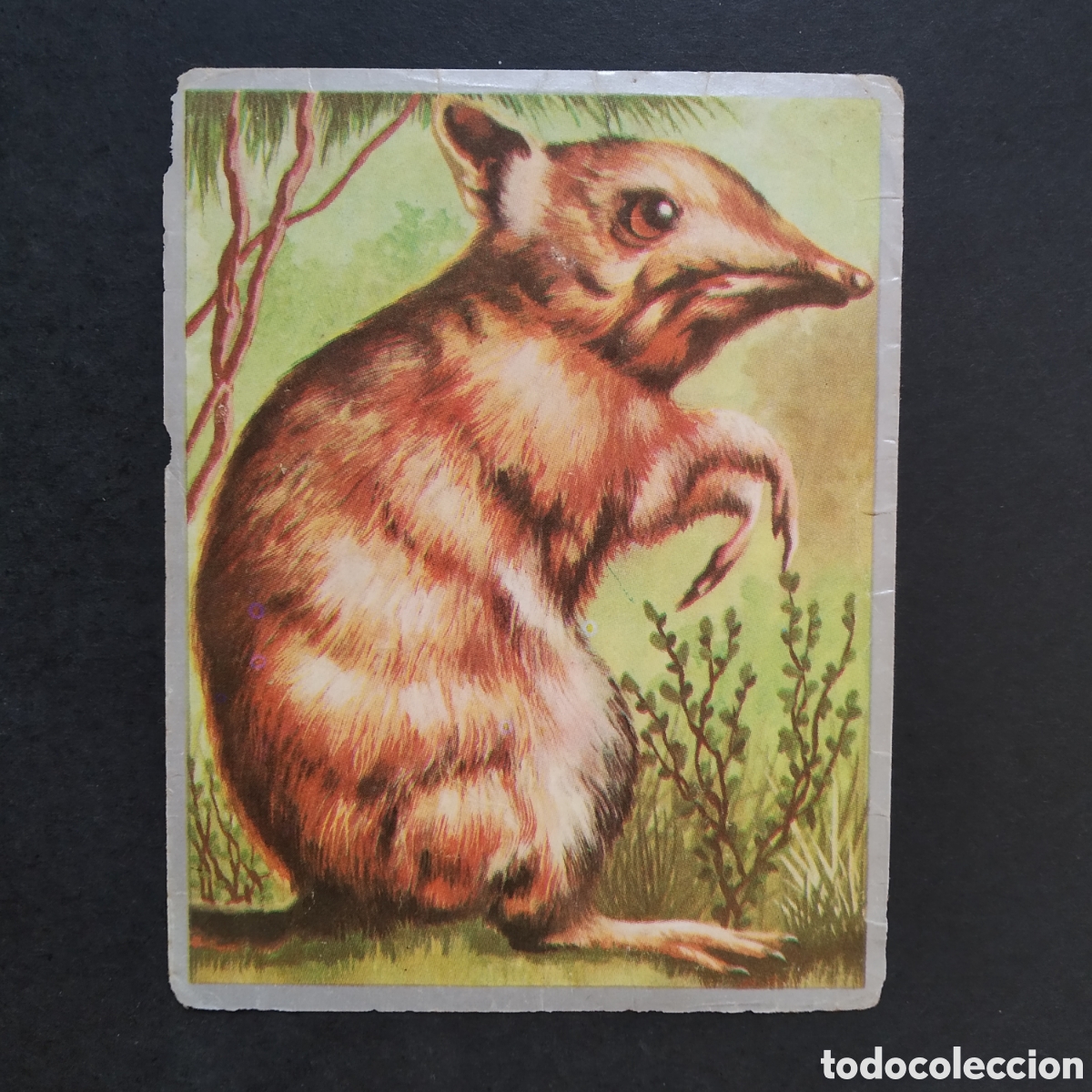 Coleccionismo cromos antiguos: CROMO - N&ordm; 163 - ZOOLOG&Iacute;A Y BOT&Aacute;NICA - EDITORIAL MAGA - A&Ntilde;O 1969