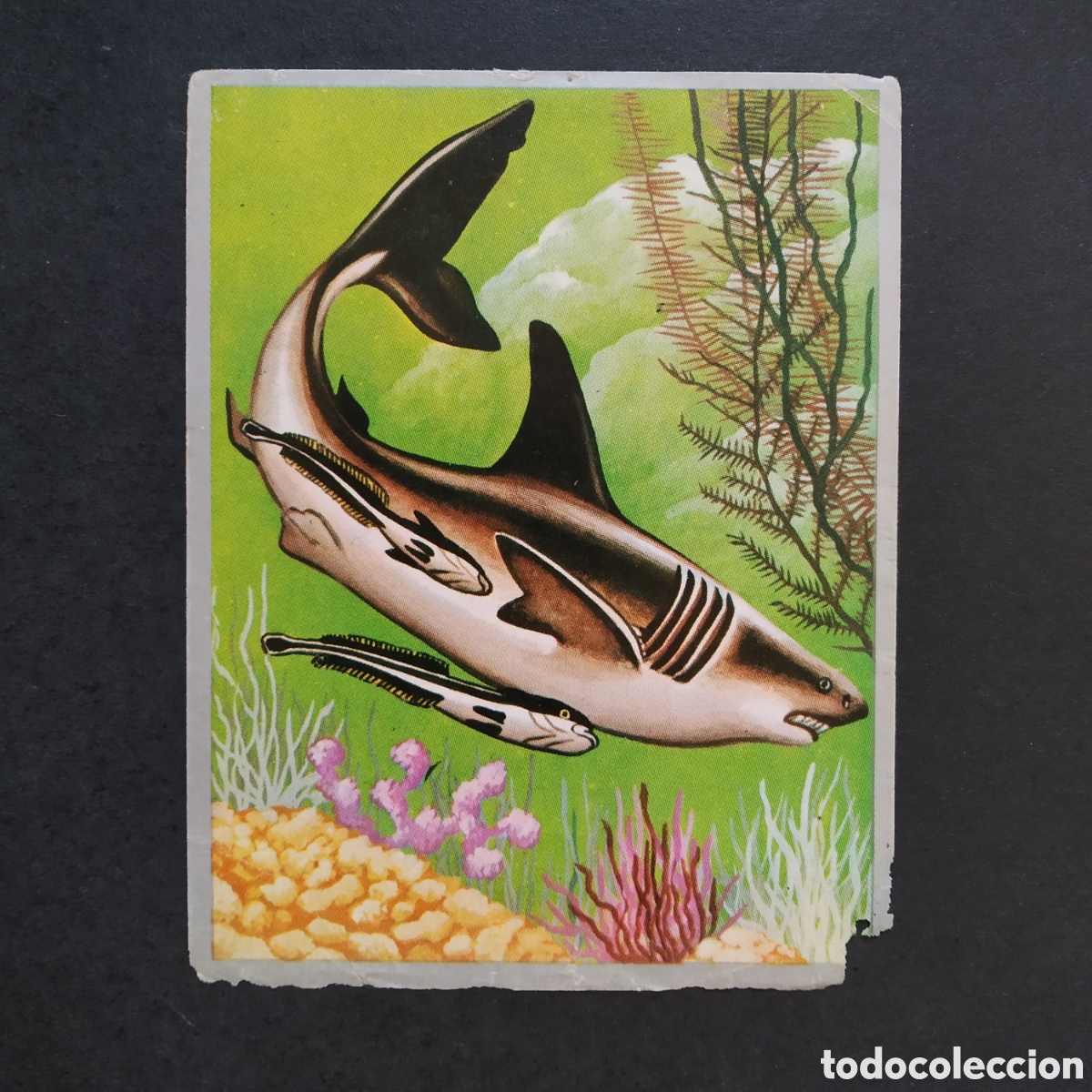 Coleccionismo cromos antiguos: CROMO - N&ordm; 174 - ZOOLOG&Iacute;A Y BOT&Aacute;NICA - EDITORIAL MAGA - A&Ntilde;O 1969