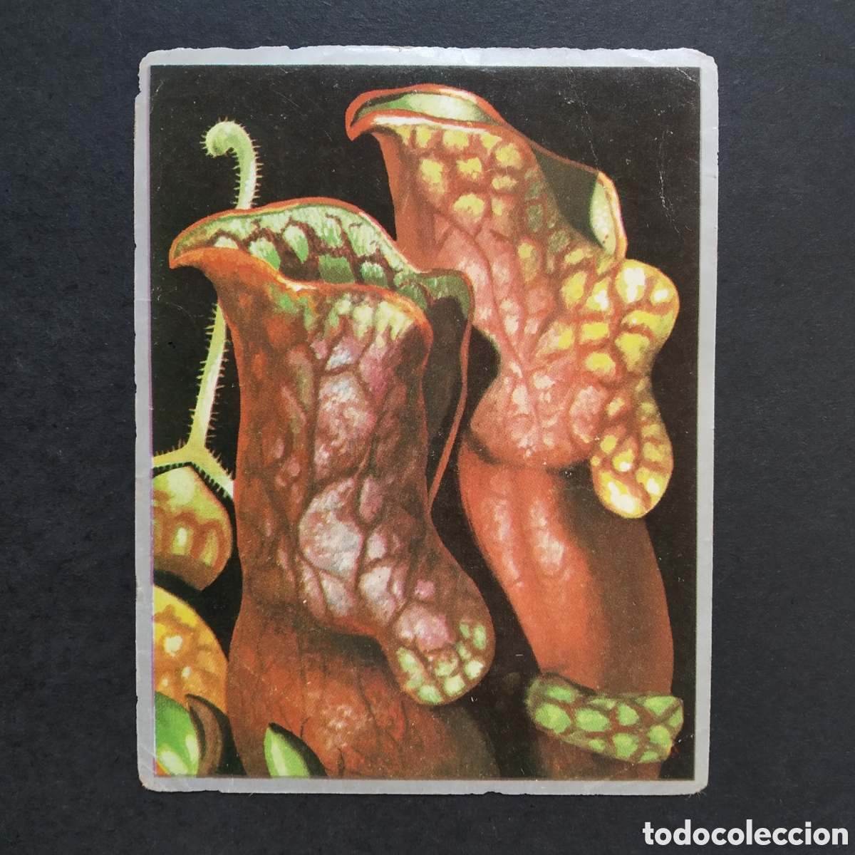 Coleccionismo cromos antiguos: CROMO - N&ordm; 246 - ZOOLOG&Iacute;A Y BOT&Aacute;NICA - EDITORIAL MAGA - A&Ntilde;O 1969
