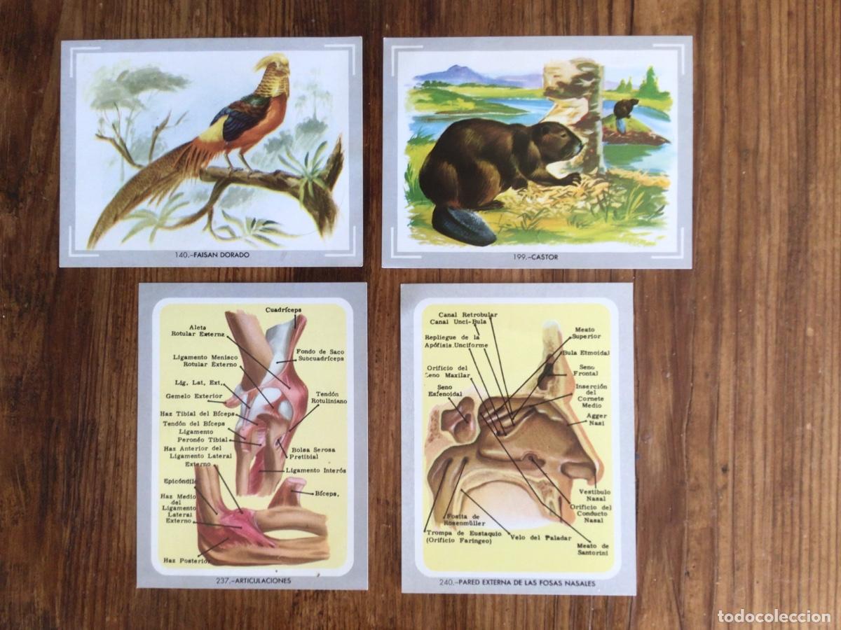 Coleccionismo cromos antiguos: Cromos album Vida y Color a&ntilde;o 1992