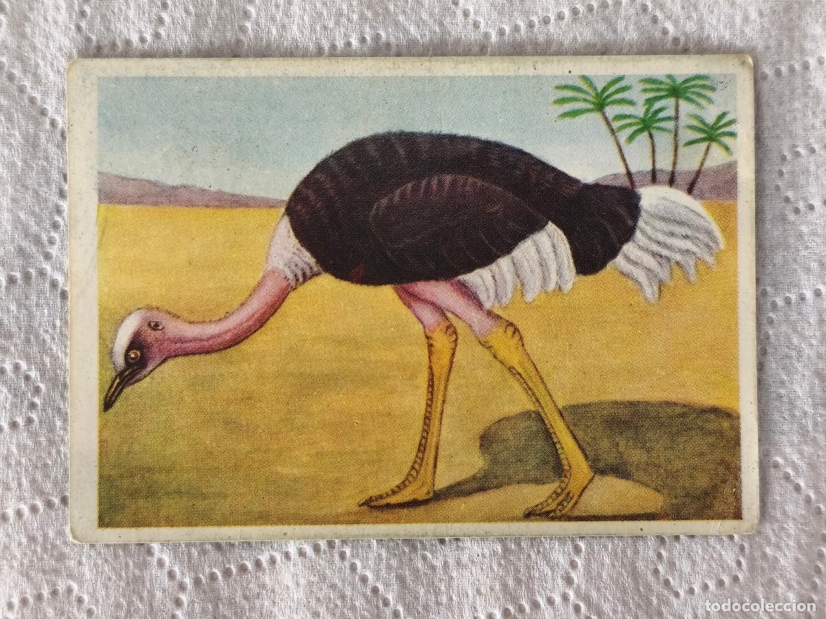 Coleccionismo cromos antiguos: FELIX EL AMIGO DE LOS ANIMALES - 356 AVESTRUZ - ( Nunca Pegado )