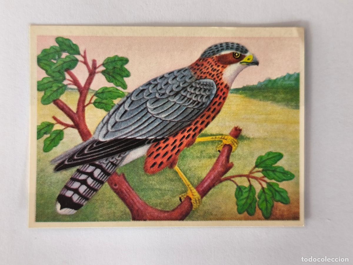 Coleccionismo cromos antiguos: FELIX EL AMIGO DE LOS ANIMALES - 310 ESMEREJ&Oacute;N - ( Nunca Pegado )