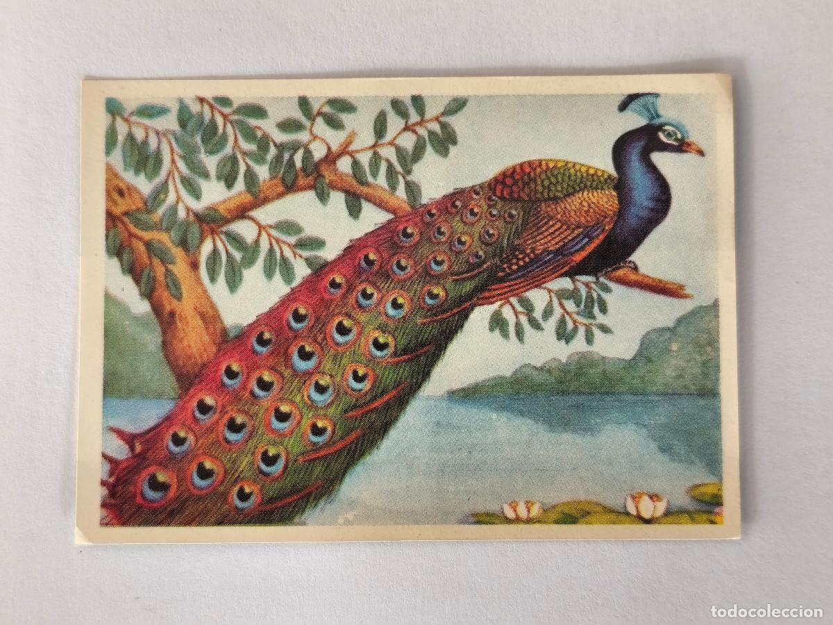 Coleccionismo cromos antiguos: FELIX EL AMIGO DE LOS ANIMALES - 181 PAVO REAL - ( Nunca Pegado )