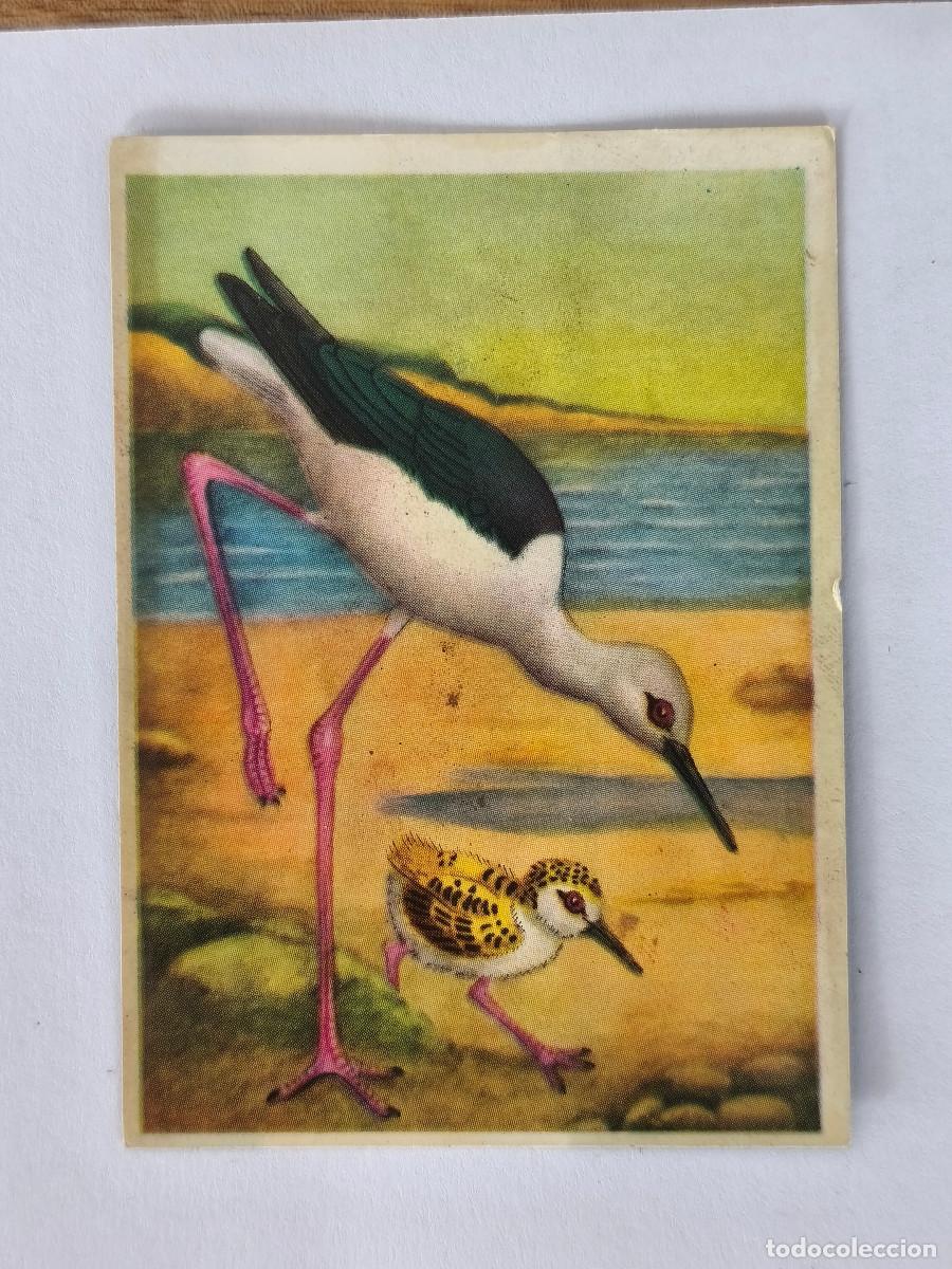 Coleccionismo cromos antiguos: FELIX EL AMIGO DE LOS ANIMALES - 136 CIG&Uuml;E&Ntilde;UELA - ( Nunca Pegado )