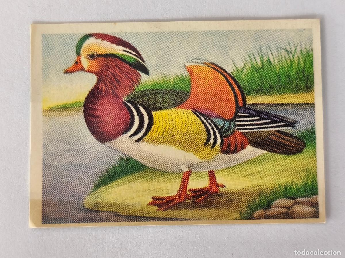 Coleccionismo cromos antiguos: FELIX EL AMIGO DE LOS ANIMALES - 122 PATO MANDAR&Iacute;N - ( Nunca Pegado )