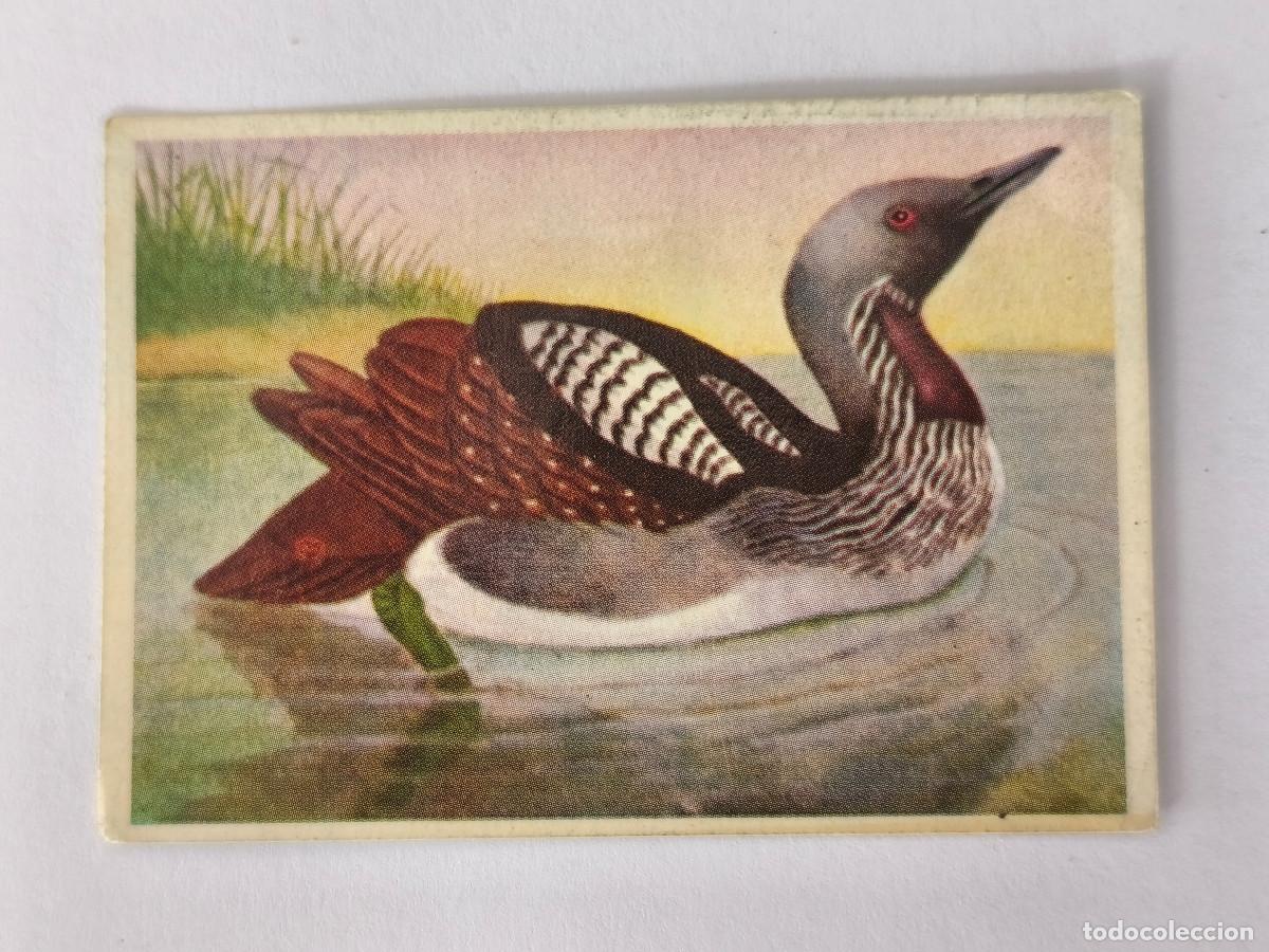 Coleccionismo cromos antiguos: FELIX EL AMIGO DE LOS ANIMALES - 84 COLIMBO &Aacute;RTICO - ( Nunca Pegado )