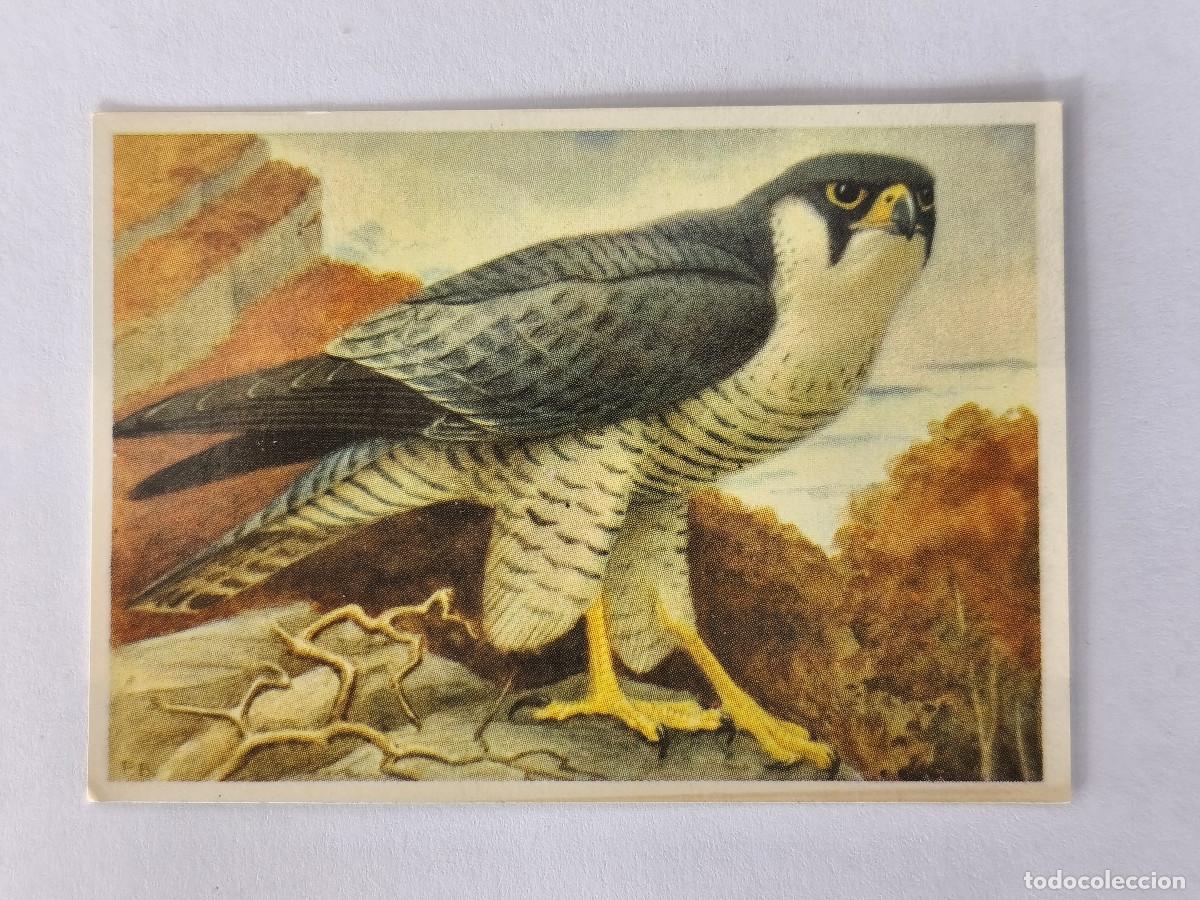 Coleccionismo cromos antiguos: FELIX EL AMIGO DE LOS ANIMALES - 264 HALC&Oacute;N PEREGRINO - ( Nunca Pegado )