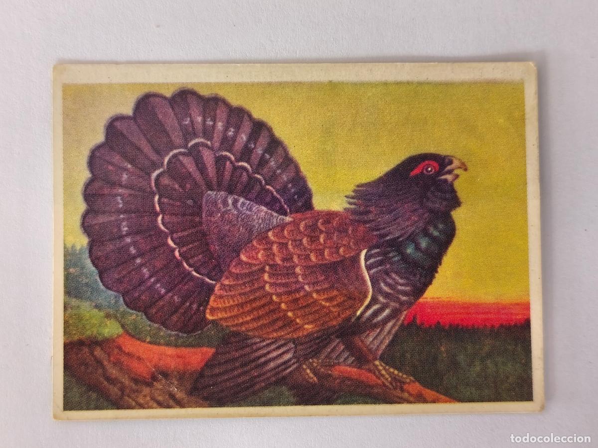 Coleccionismo cromos antiguos: FELIX EL AMIGO DE LOS ANIMALES - 180 UROGALLO - ( Nunca Pegado )