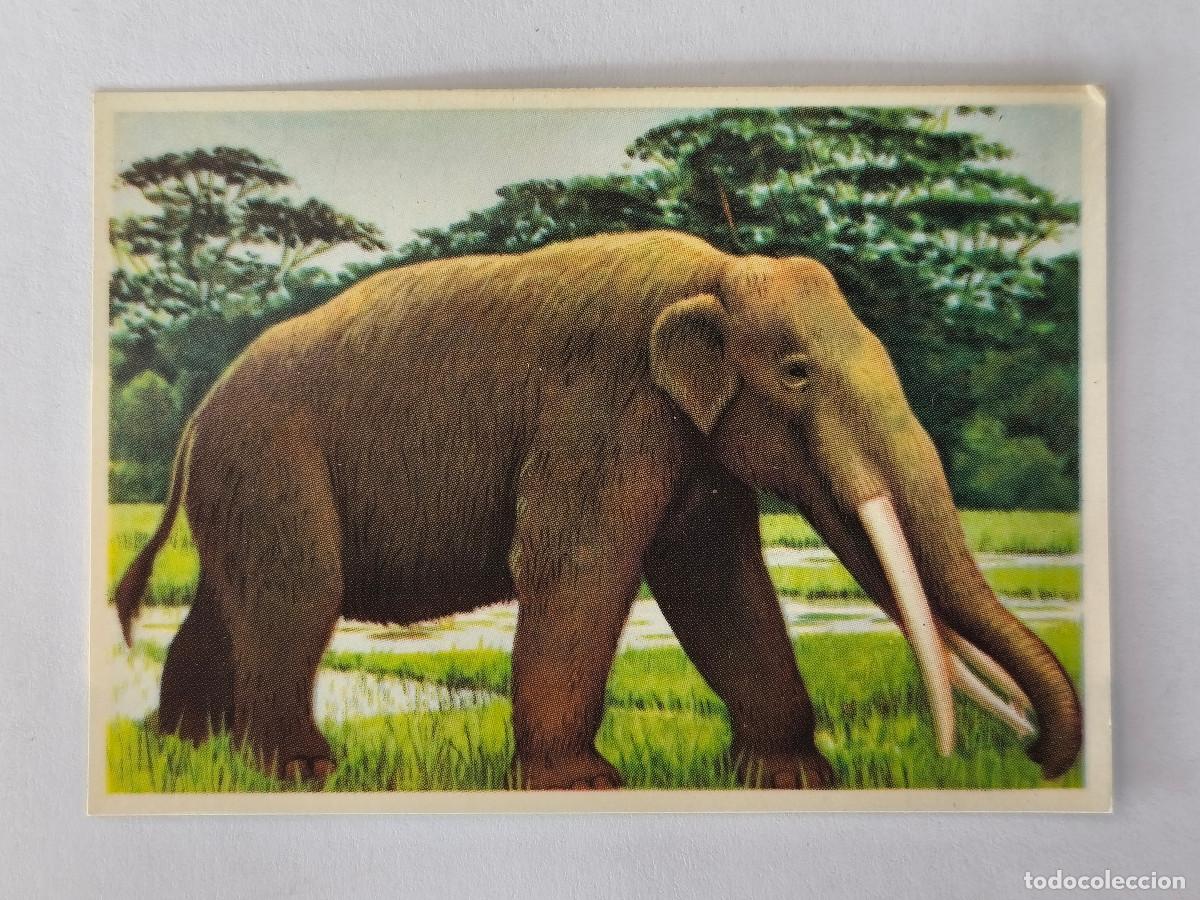 Coleccionismo cromos antiguos: FELIX EL AMIGO DE LOS ANIMALES - 17 PALEOMASTODONTE - ( Nunca Pegado )