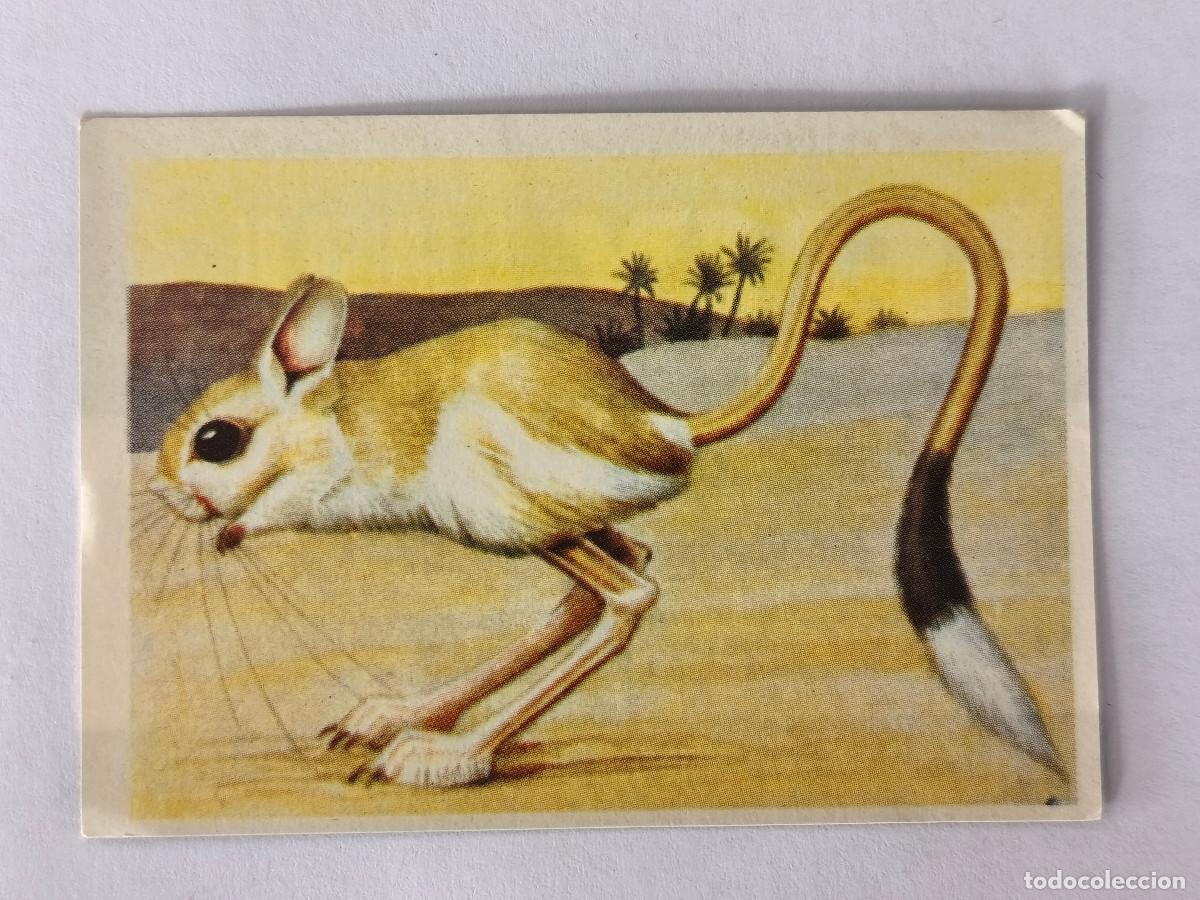 Coleccionismo cromos antiguos: FELIX EL AMIGO DE LOS ANIMALES - 365 GERBO - ( Nunca Pegado )