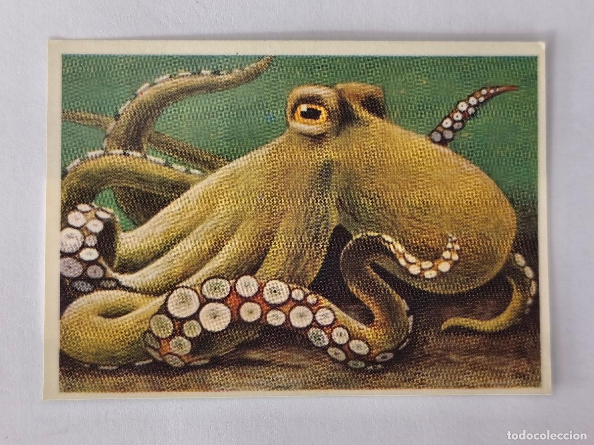 Coleccionismo cromos antiguos: FELIX EL AMIGO DE LOS ANIMALES - 37 PULPO - ( Nunca Pegado )