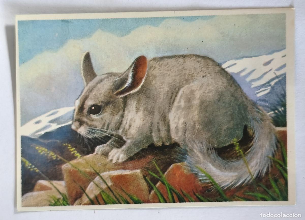 Coleccionismo cromos antiguos: FELIX EL AMIGO DE LOS ANIMALES - 339 CHINCHILLA - ( Nunca Pegado )