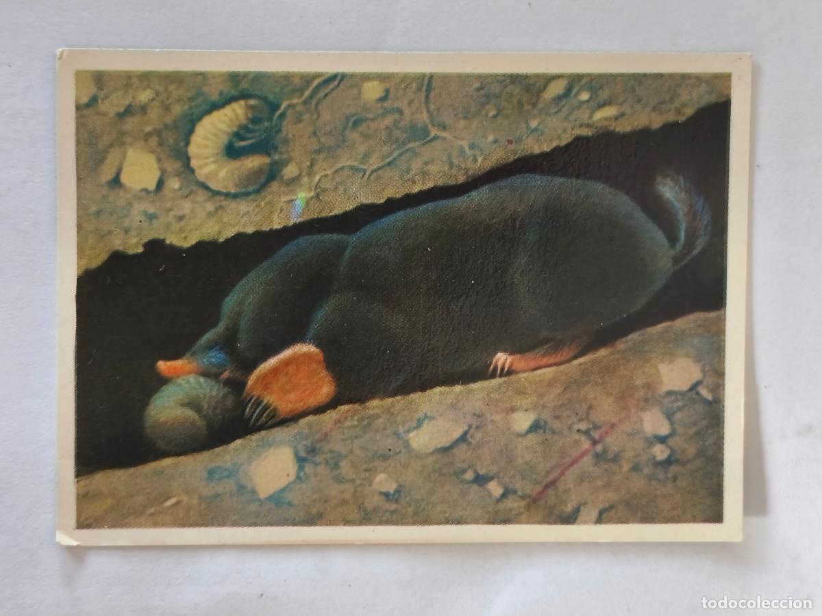 Coleccionismo cromos antiguos: FELIX EL AMIGO DE LOS ANIMALES - 312 TOPO - ( Nunca Pegado )