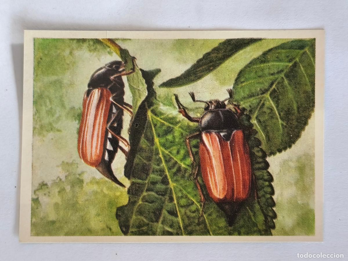 Coleccionismo cromos antiguos: FELIX EL AMIGO DE LOS ANIMALES - 229 MELOLONTA - ( Nunca Pegado )