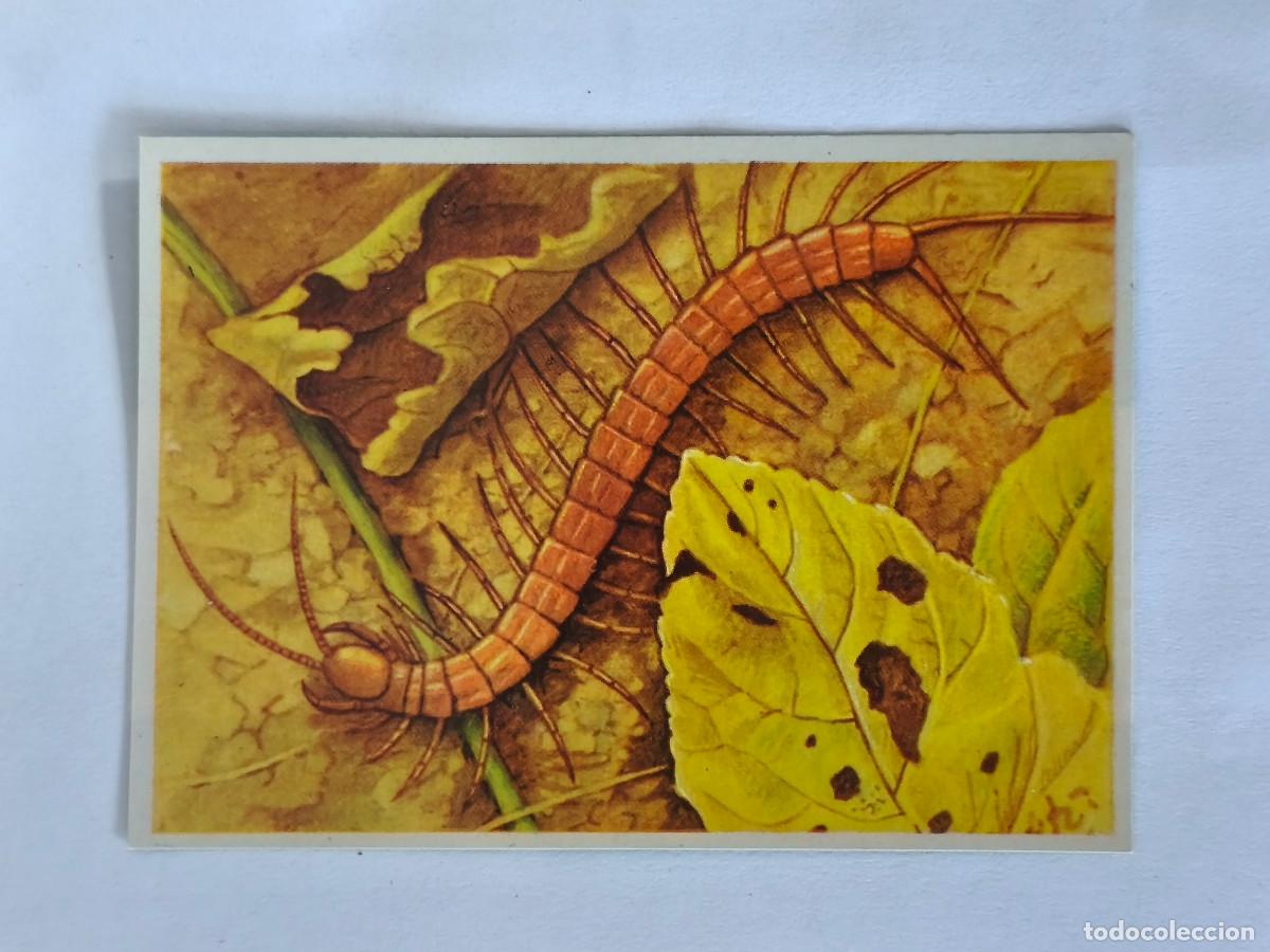 Coleccionismo cromos antiguos: FELIX EL AMIGO DE LOS ANIMALES - 245 ESCOLOPENDRA - ( Nunca Pegado )