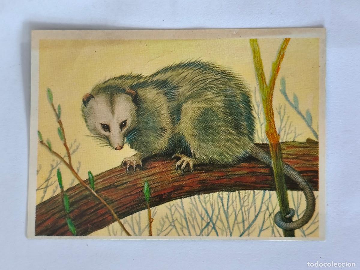 Coleccionismo cromos antiguos: FELIX EL AMIGO DE LOS ANIMALES - 189 OPOSSUM - ( Nunca Pegado )