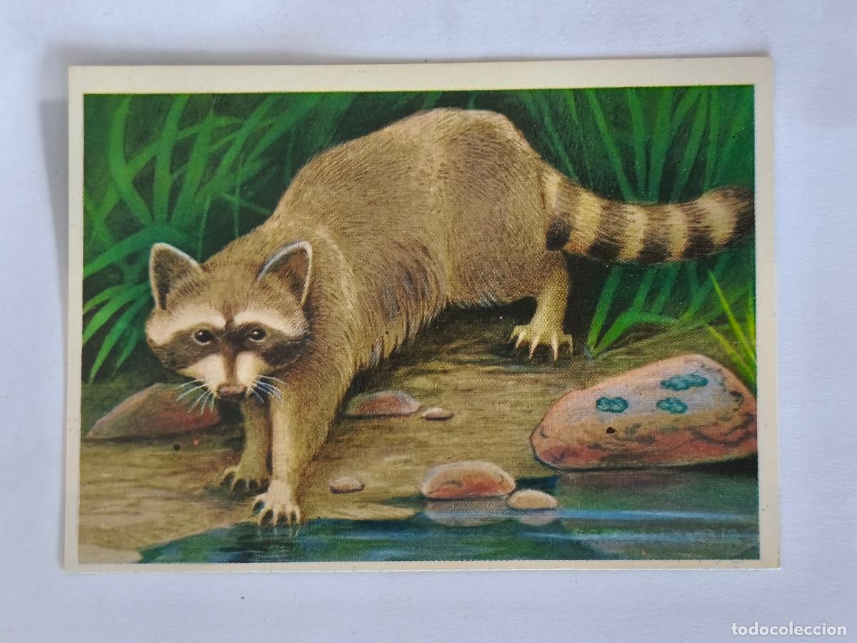 Coleccionismo cromos antiguos: FELIX EL AMIGO DE LOS ANIMALES - 153 MAPACHE - ( Nunca Pegado )