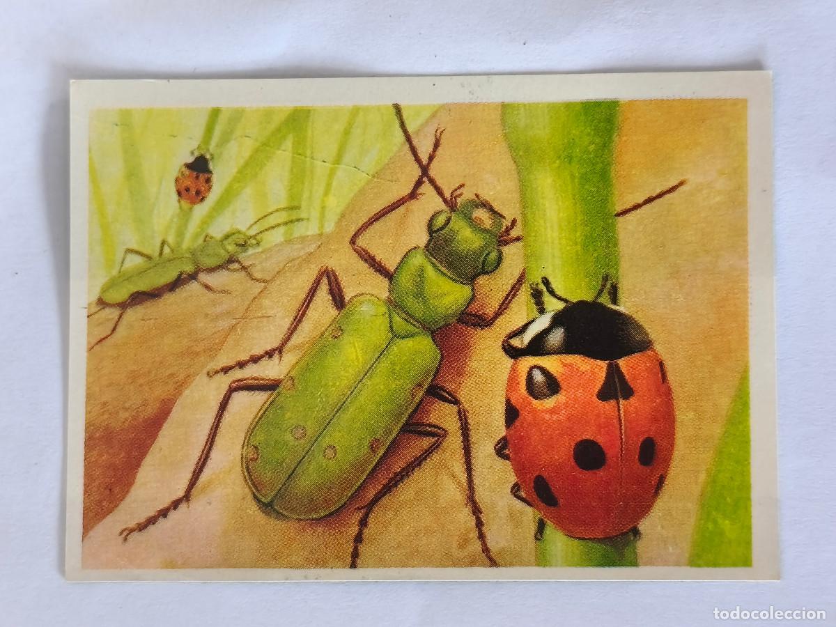Coleccionismo cromos antiguos: FELIX EL AMIGO DE LOS ANIMALES - 233 CICINDELA Y MARIQUITA - ( Nunca Pegado )