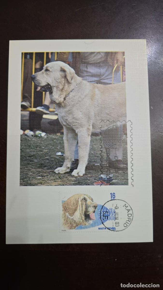 Coleccionismo cromos antiguos: MI) 1983 SPAIN, MAXIMUM CARD,SPANISH DOG BREEDS STAMP,XF.