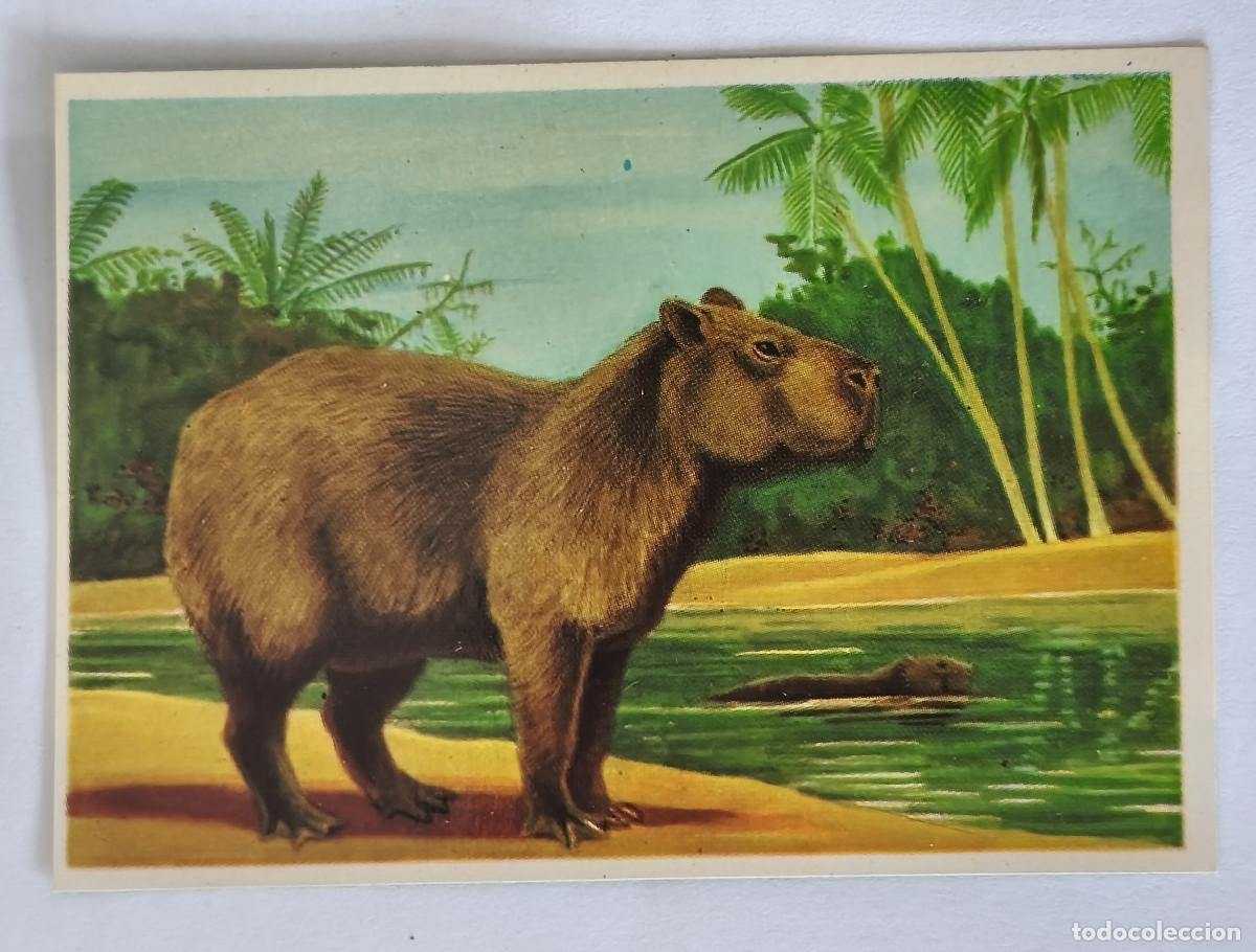 Coleccionismo cromos antiguos: FELIX EL AMIGO DE LOS ANIMALES - 148 CAPIBARA - ( Nunca Pegado )