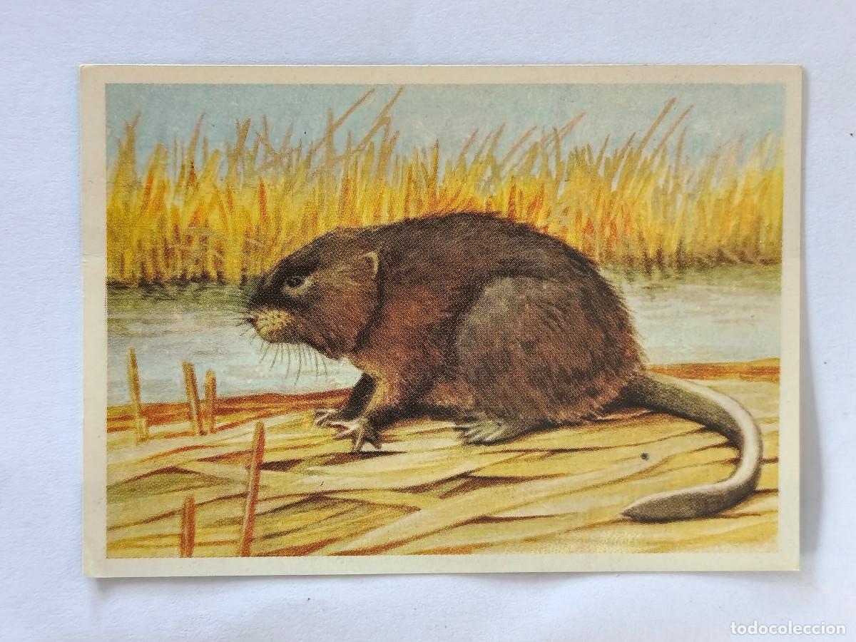 Coleccionismo cromos antiguos: FELIX EL AMIGO DE LOS ANIMALES - 147 RATA ALMIZCLERA - ( Nunca Pegado )