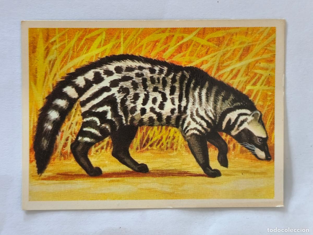 Coleccionismo cromos antiguos: FELIX EL AMIGO DE LOS ANIMALES - 394 CIVETA - ( Nunca Pegado )