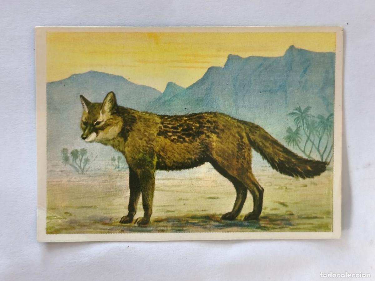 Coleccionismo cromos antiguos: FELIX EL AMIGO DE LOS ANIMALES - 392 CHACAL - ( Nunca Pegado )