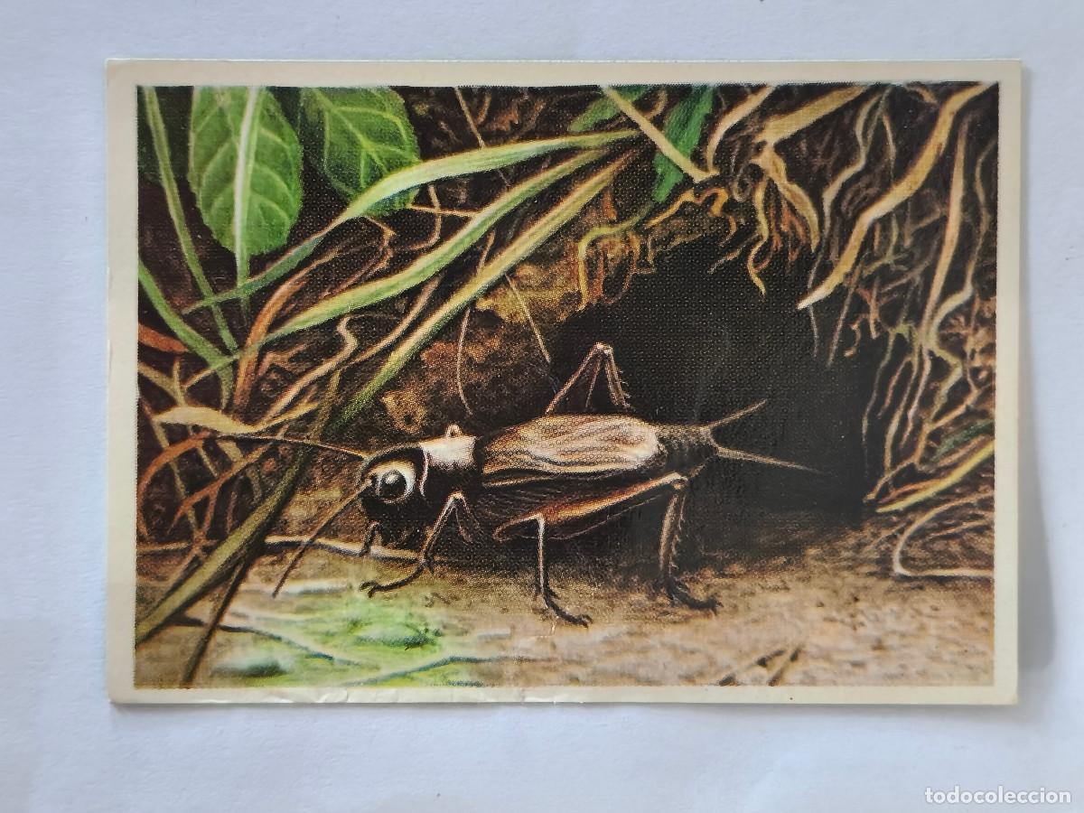 Coleccionismo cromos antiguos: FELIX EL AMIGO DE LOS ANIMALES - 231 GRILLO - ( Nunca Pegado )