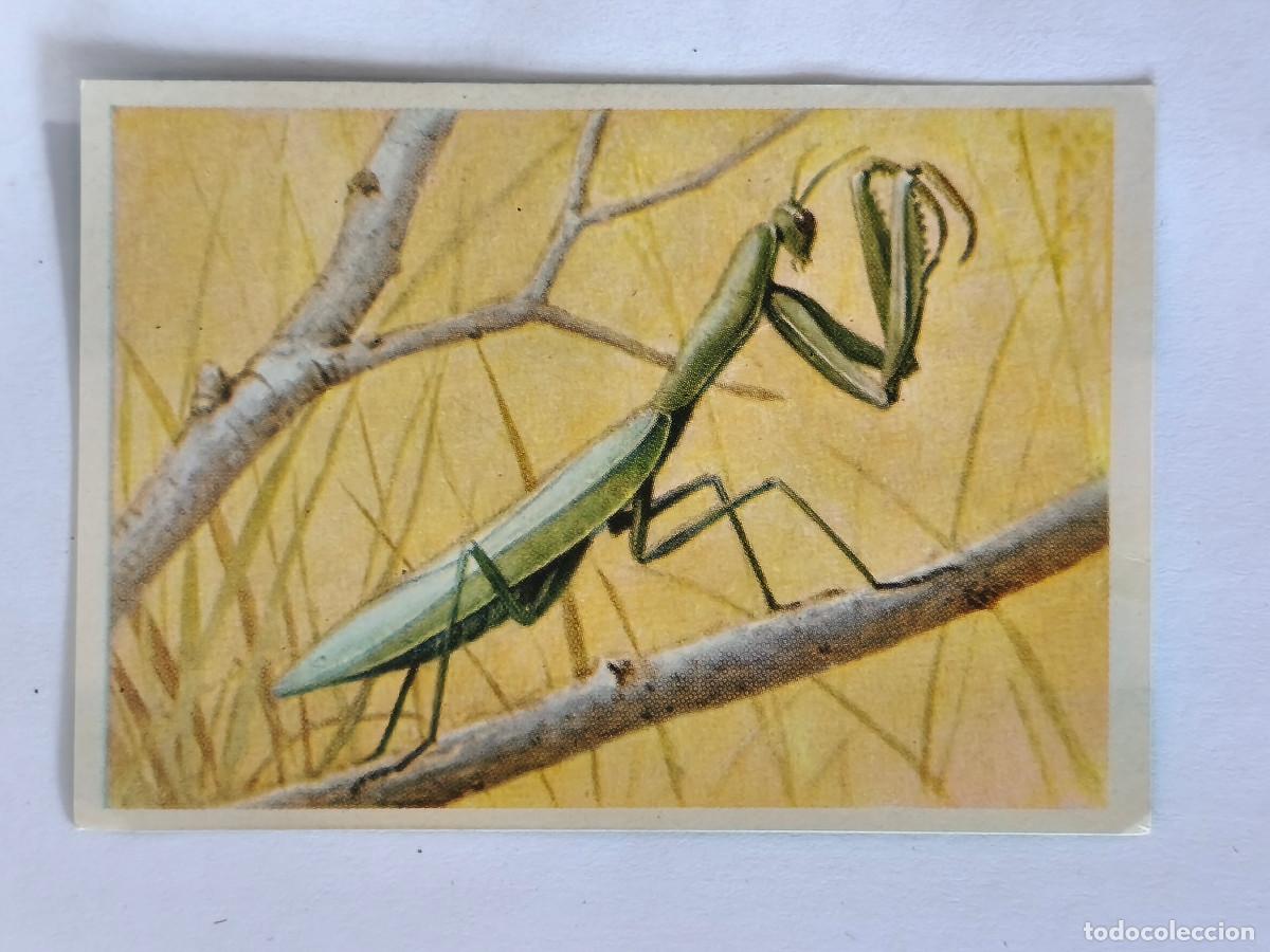 Coleccionismo cromos antiguos: FELIX EL AMIGO DE LOS ANIMALES - 230 MANTIS RELIGIOSA - ( Nunca Pegado )