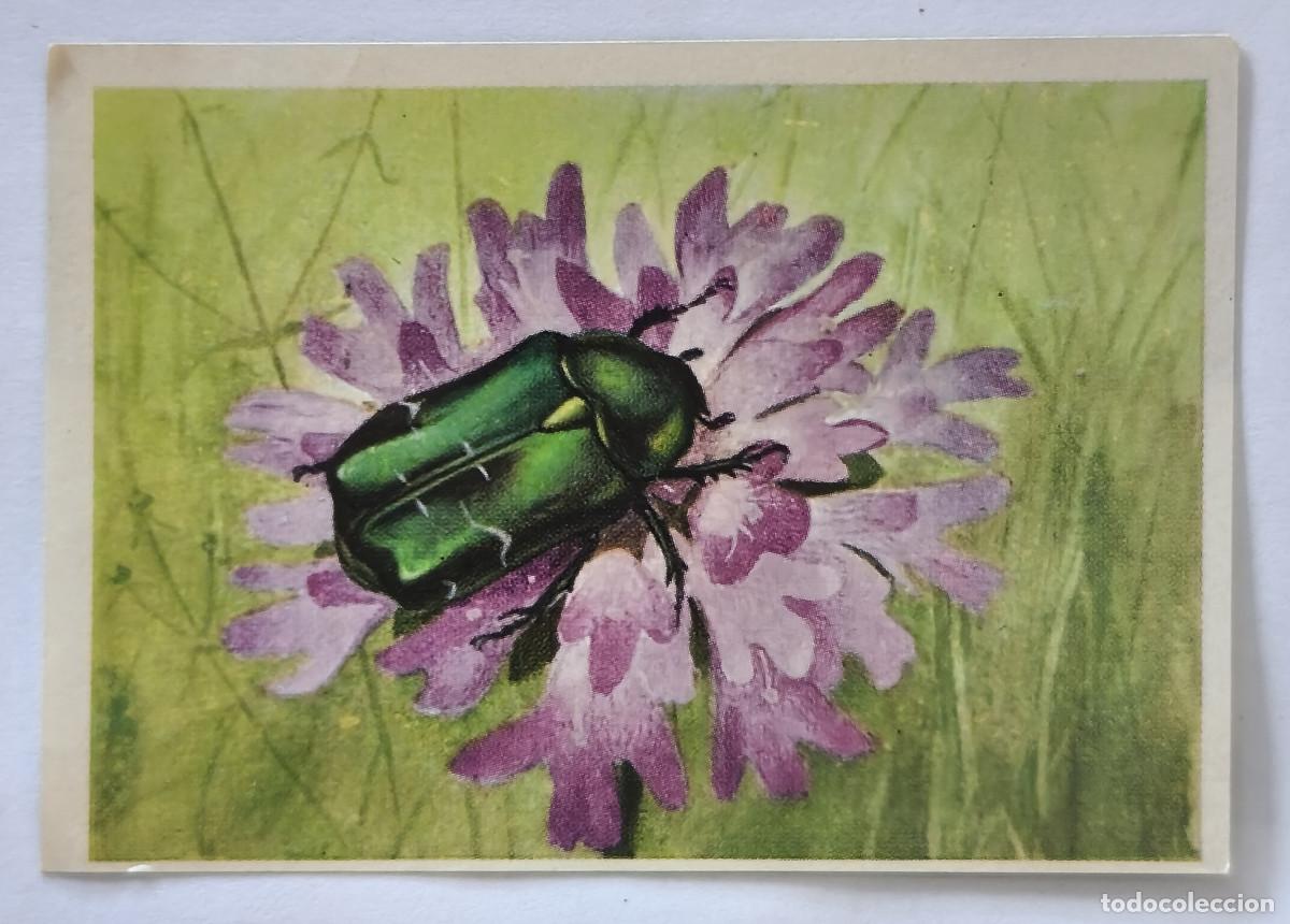Coleccionismo cromos antiguos: FELIX EL AMIGO DE LOS ANIMALES - 221 CETOINA - ( Nunca Pegado )