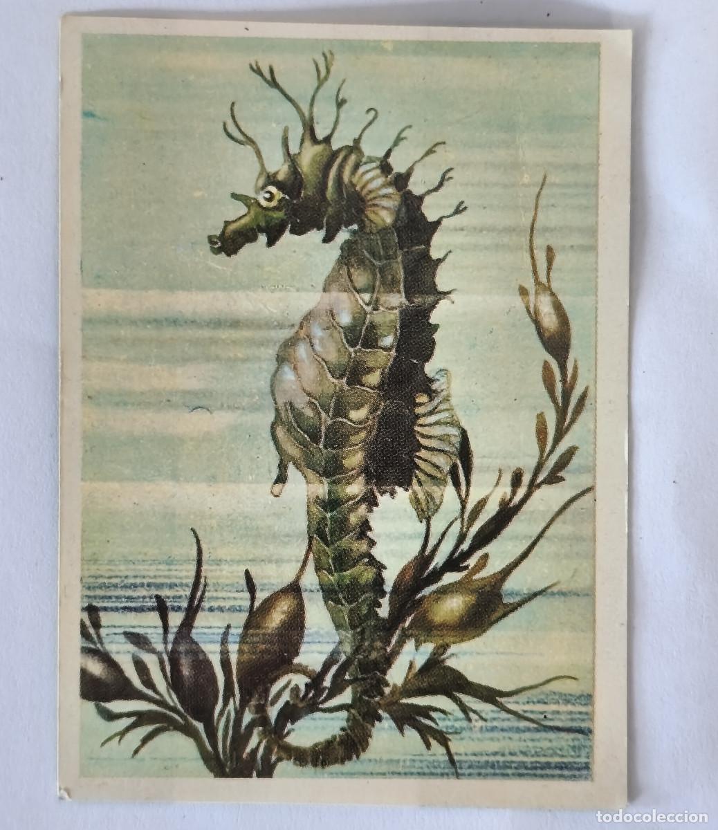 Coleccionismo cromos antiguos: FELIX EL AMIGO DE LOS ANIMALES - 68 CABALLITO DE MAR - ( Nunca Pegado )