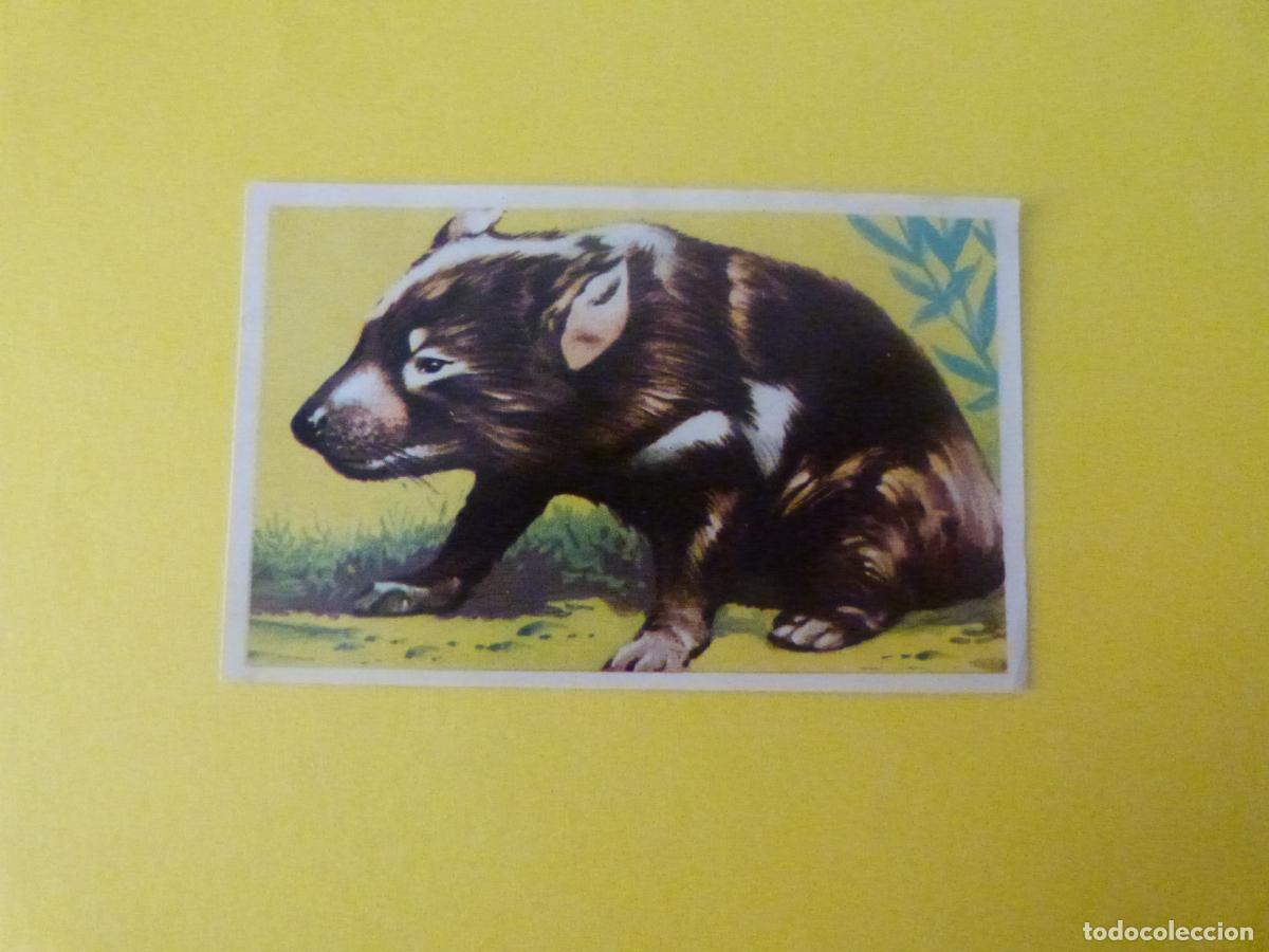 Coleccionismo cromos antiguos: CROMO DE ESCALA EN OCEANIA DESPEGADO N&ordm; 34 A&Ntilde;O 1966 DEL ALBUM ESCALA EN OCEANIA DE CHOCOLATES TORRAS