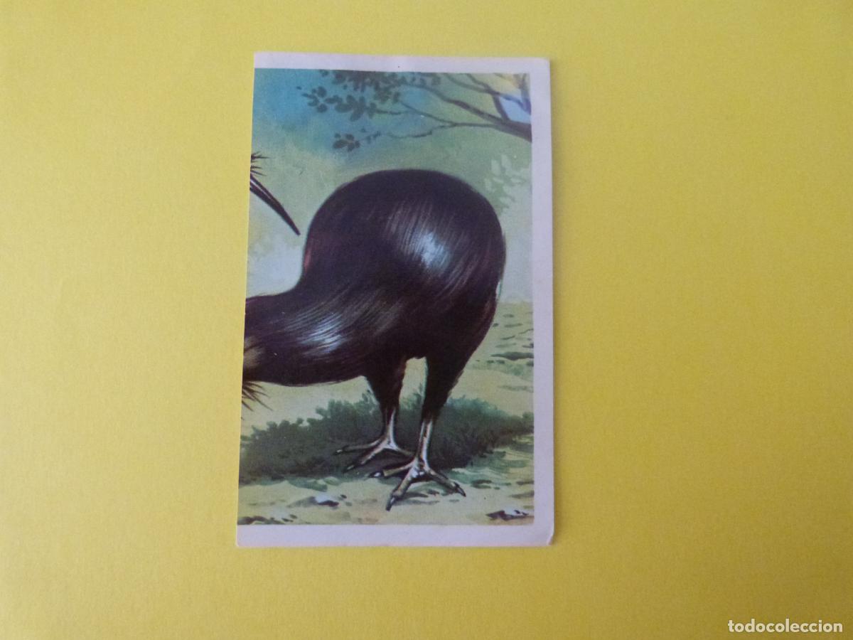 Coleccionismo cromos antiguos: CROMO DE ESCALA EN OCEANIA DESPEGADO N&ordm; 43 A&Ntilde;O 1966 DEL ALBUM ESCALA EN OCEANIA DE CHOCOLATES TORRAS