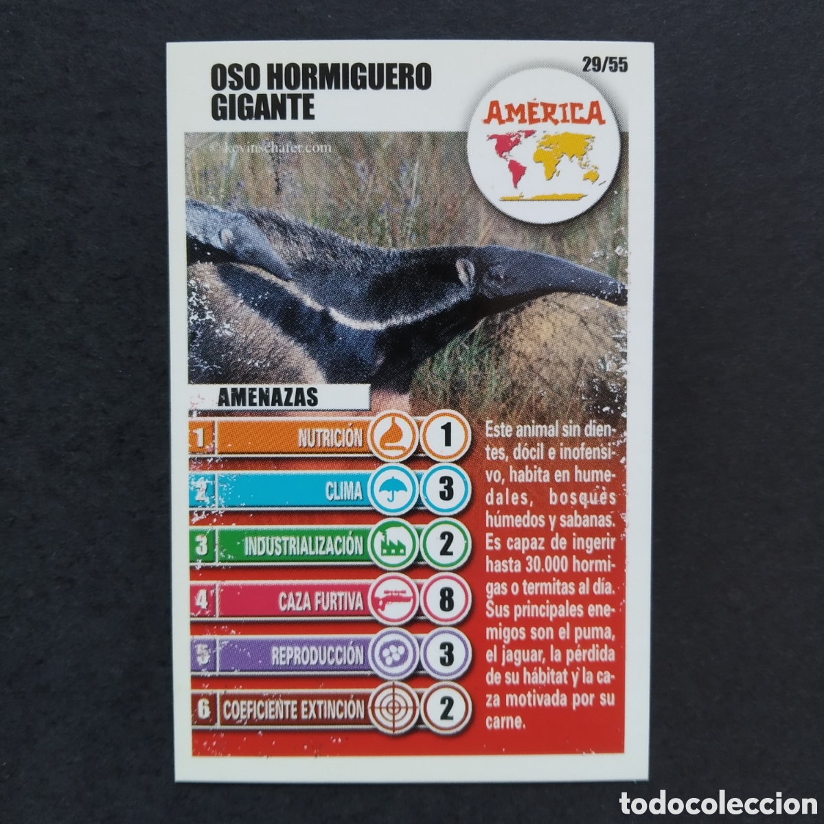 Coleccionismo cromos antiguos: CROMO - N&ordm; 29/55 - OSO HORMIGUERO GIGANTE - AM&Eacute;RICA - ACCI&Oacute;N RESCATE - BOLLYCAO / PANRICO - A&Ntilde;O 2004
