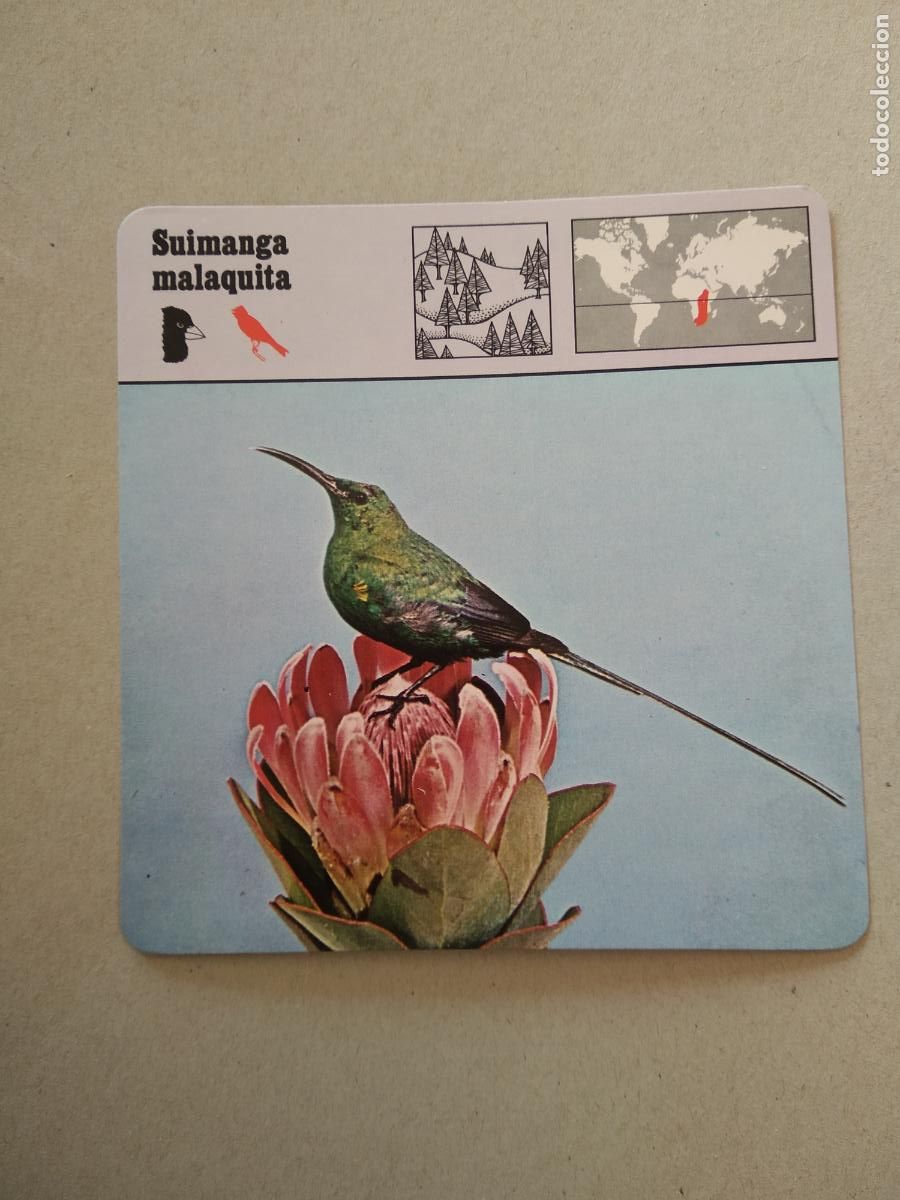 Cromos de F&uacute;tbol: SUIMANGA MALAQUITA FICHA EDICIONES RENCONTRE SAPE MATEU CROMO