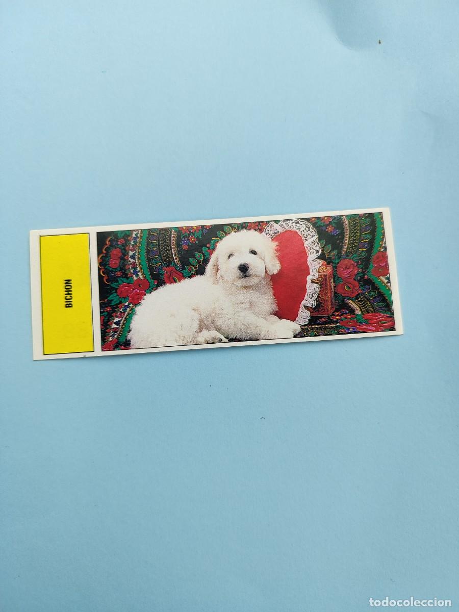 Cromos de f&uacute;tbol: 88 AUTOADHESIVAS COMICROMO - BICHON -- SIN PEGAR 91 1991 - Foto 1