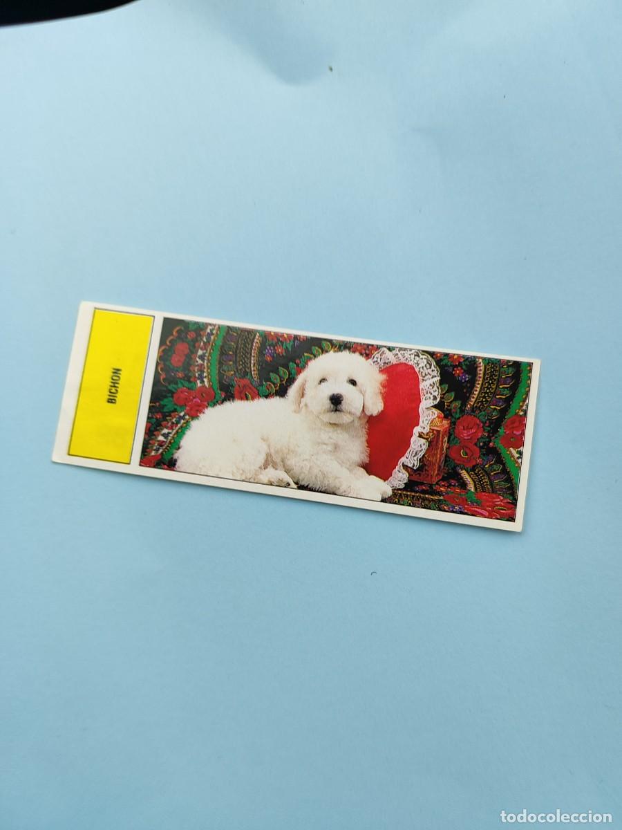 Cromos de f&uacute;tbol: 88 AUTOADHESIVAS COMICROMO - BICHON -- SIN PEGAR 91 1991 - Foto 1