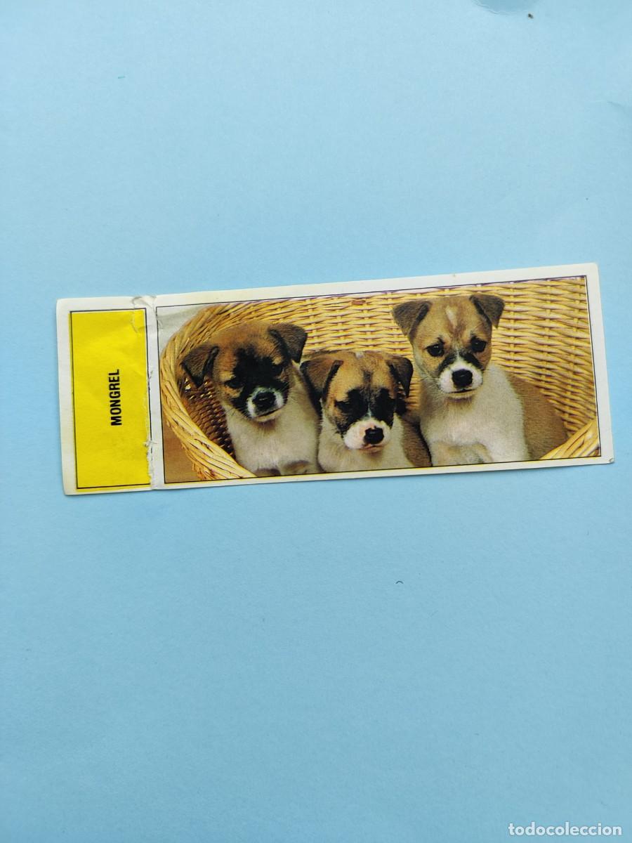 Cromos de f&uacute;tbol: 89 AUTOADHESIVAS COMICROMO - MONGREL -- SIN PEGAR 91 1991 - Foto 1