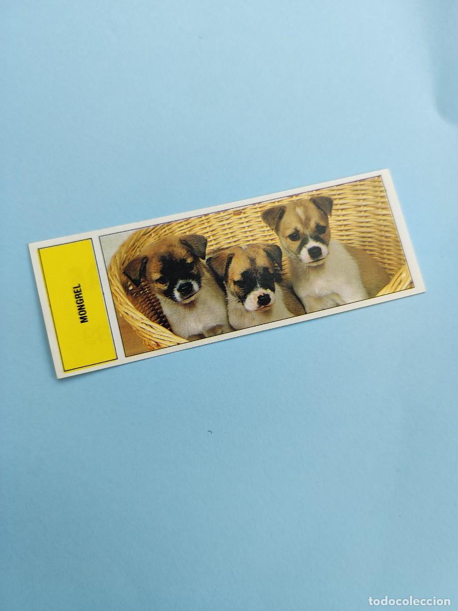 Cromos de f&uacute;tbol: 89 AUTOADHESIVAS COMICROMO - MONGREL -- SIN PEGAR 91 1991 - Foto 1