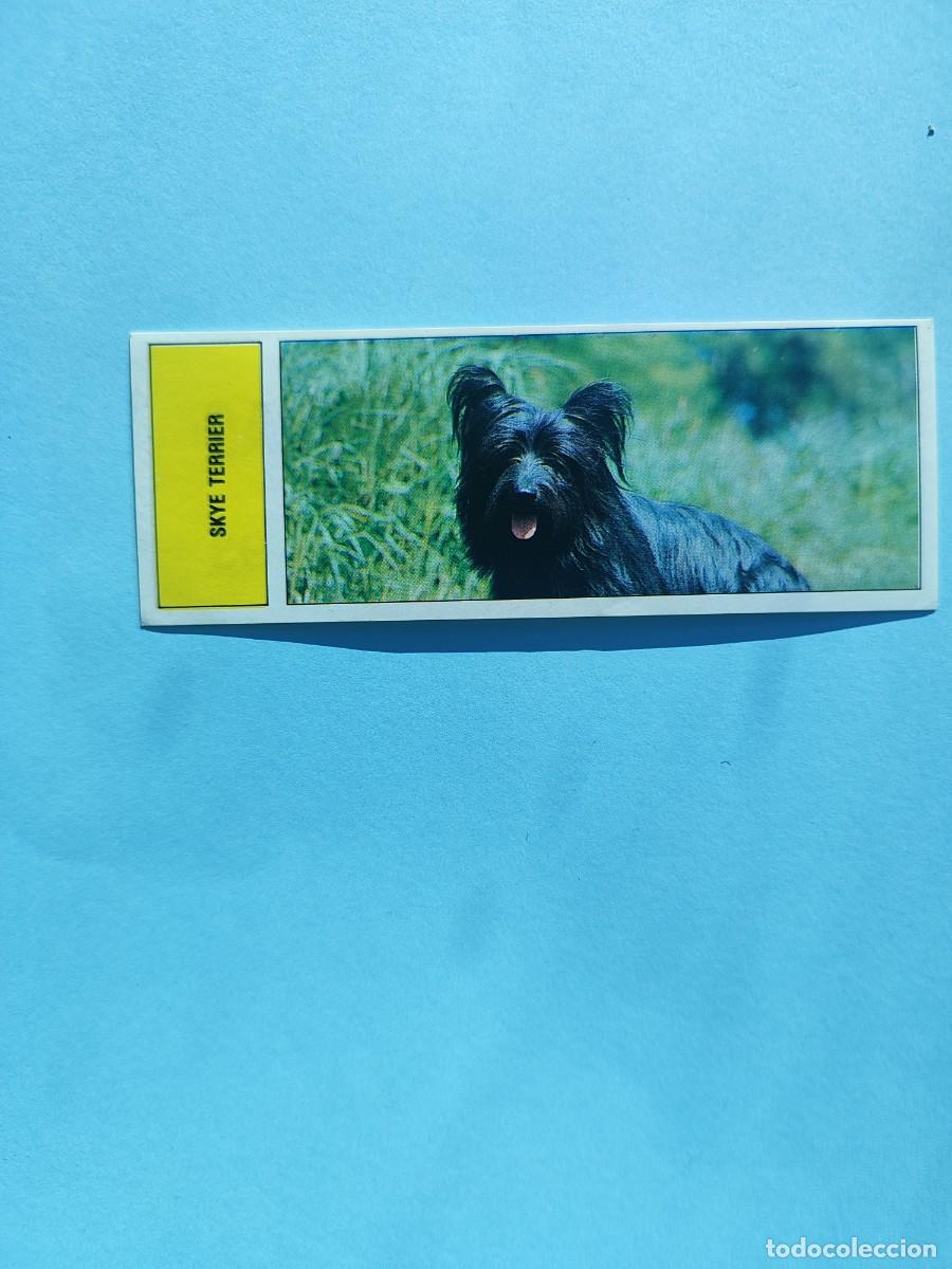 Cromos de f&uacute;tbol: 93 AUTOADHESIVAS COMICROMO - SKYE TERRIER -- SIN PEGAR 91 1991 - Foto 1