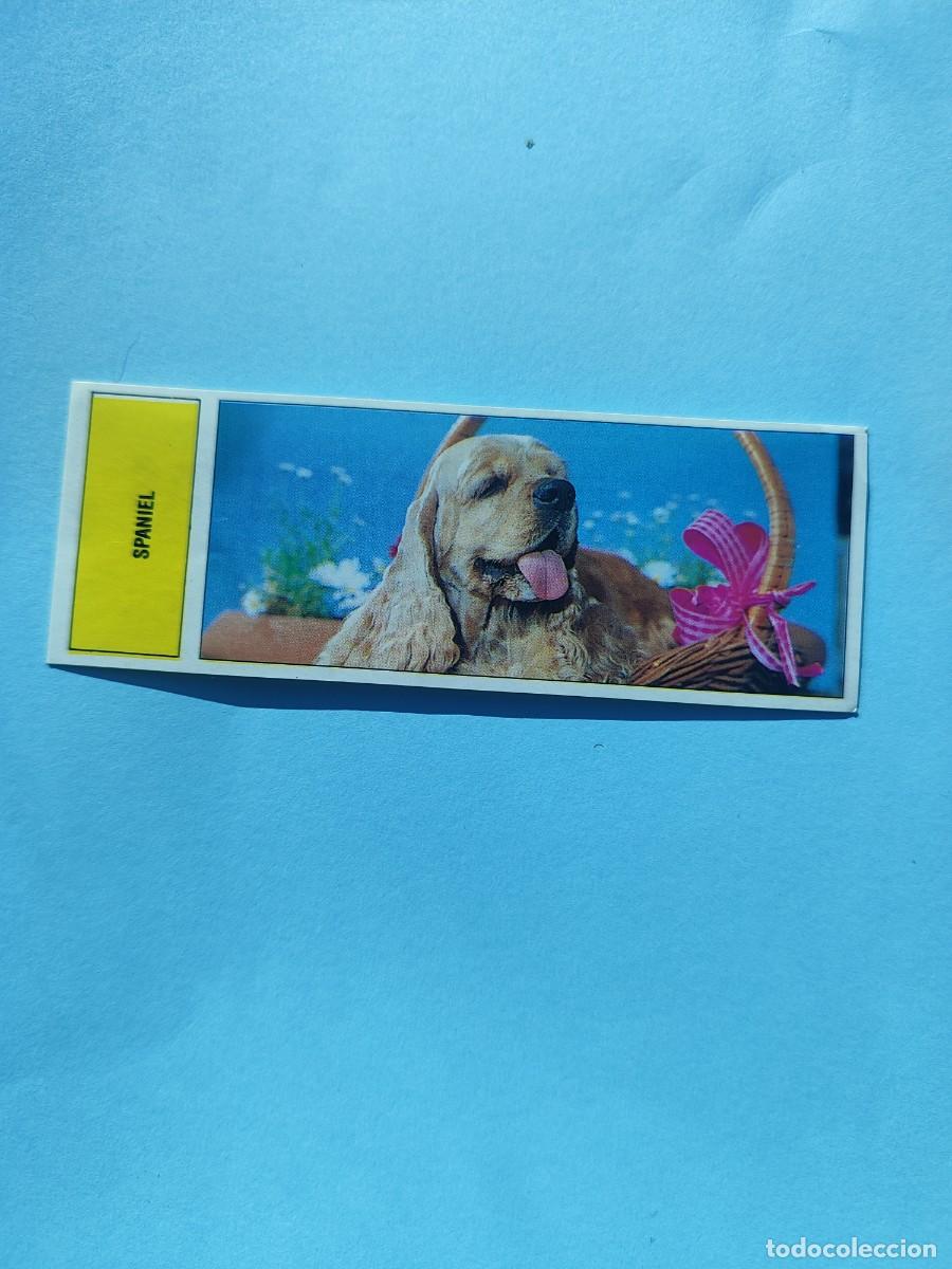 Cromos de f&uacute;tbol: 95 AUTOADHESIVAS COMICROMO - SPANIEL -- SIN PEGAR 91 1991 - Foto 1